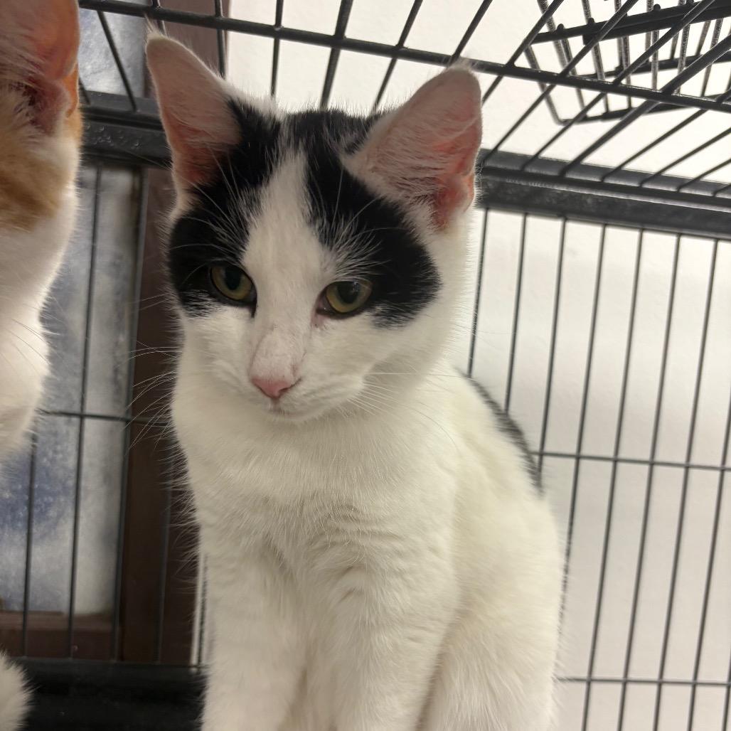 Enlarge Sequoia, a Adoptable American Shorthair in Greenfield, IN image 3/4