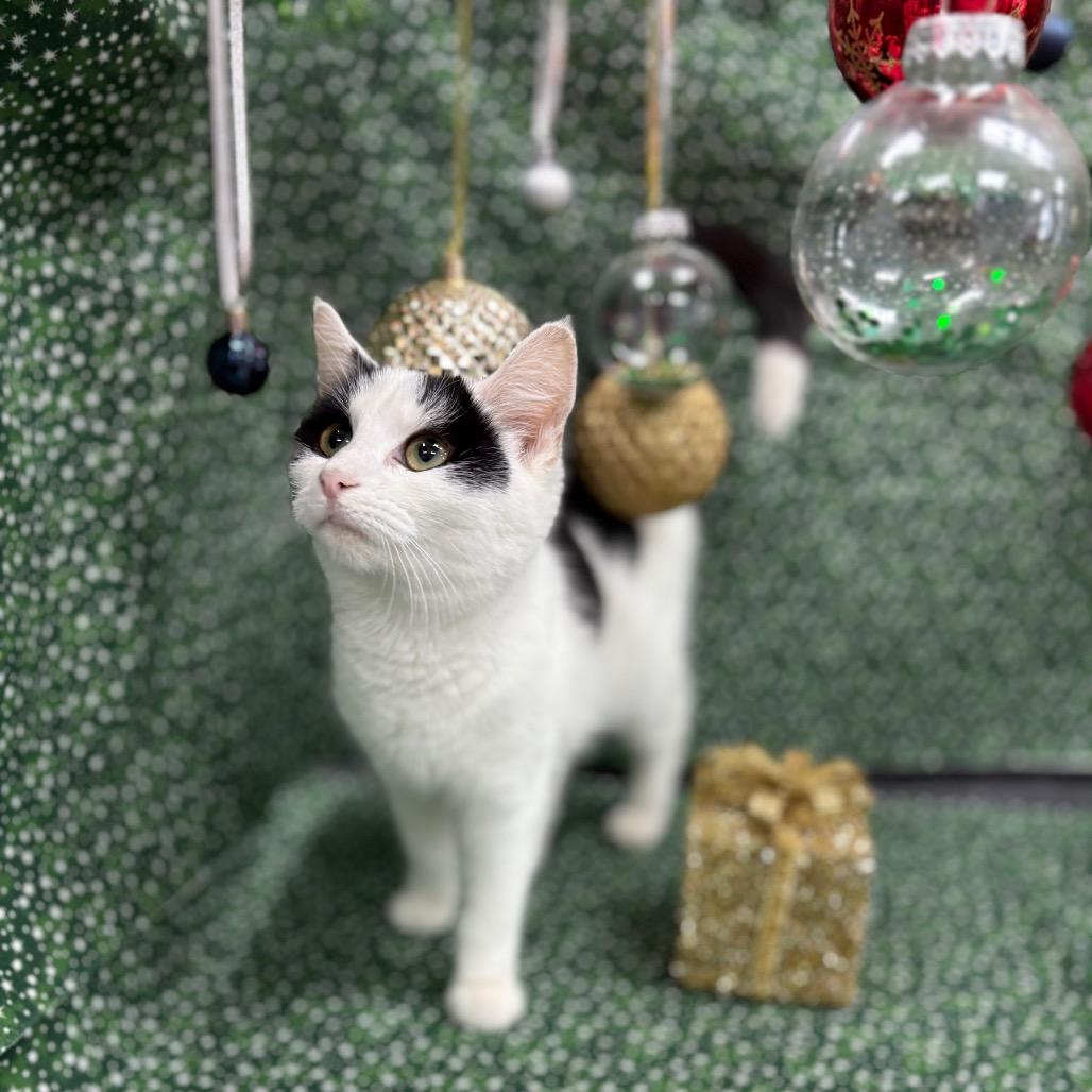 Enlarge Sequoia, a Adoptable American Shorthair in Greenfield, IN image 4/4