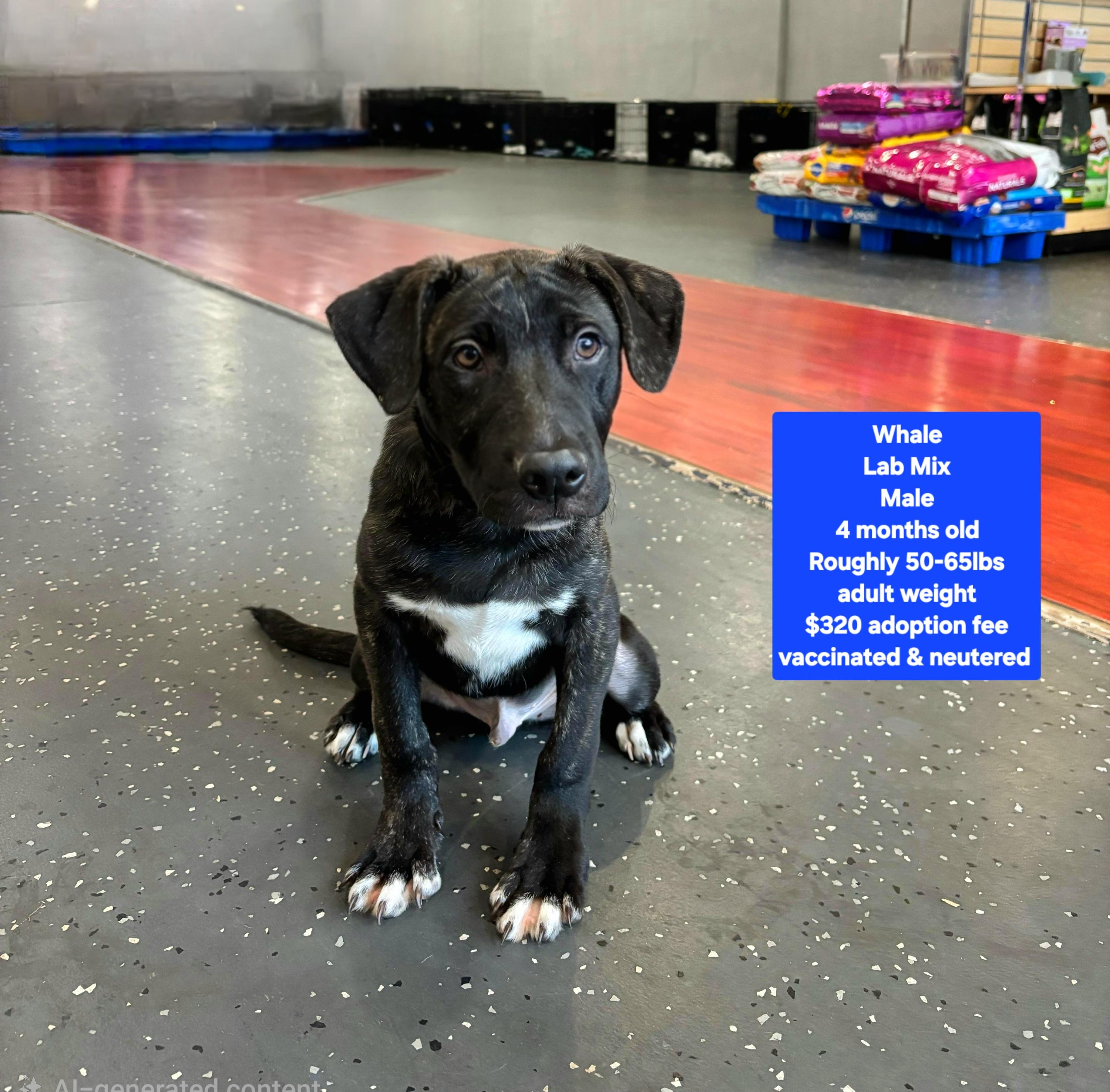 Enlarge Whale, a ADOPTABLE mixed breed in Oviedo, FL image 1/1