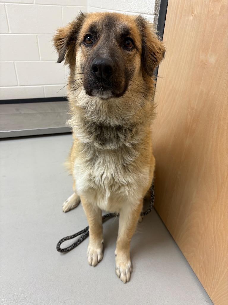 Sasha / AC 27587 / AC 27594, Adoptable, Adult Female Affenpinscher & Great Pyrenees.