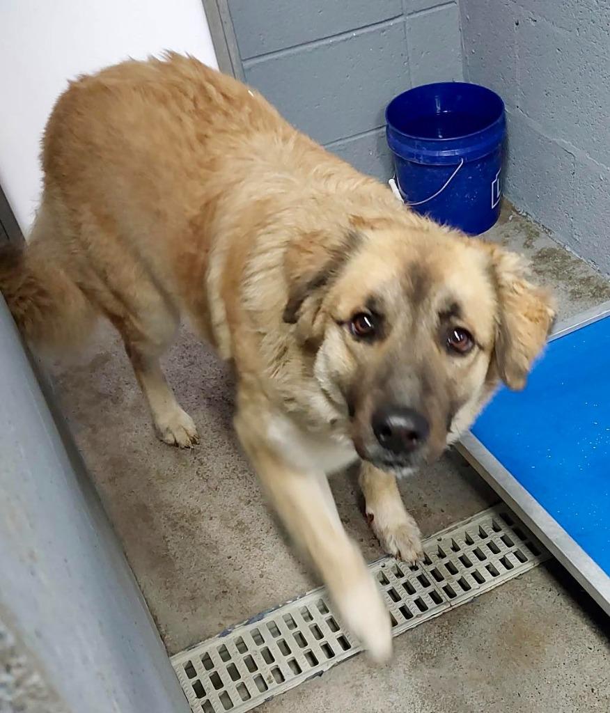 Enlarge Sasha / AC 27587 / AC 27594, a Adoptable mixed breed in Greeneville, TN image 2/2