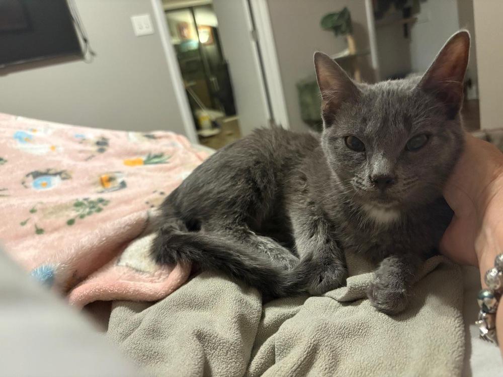 Enlarge Hannelore, a Adoptable Domestic Short Hair in Lake Wylie, SC image 1/3