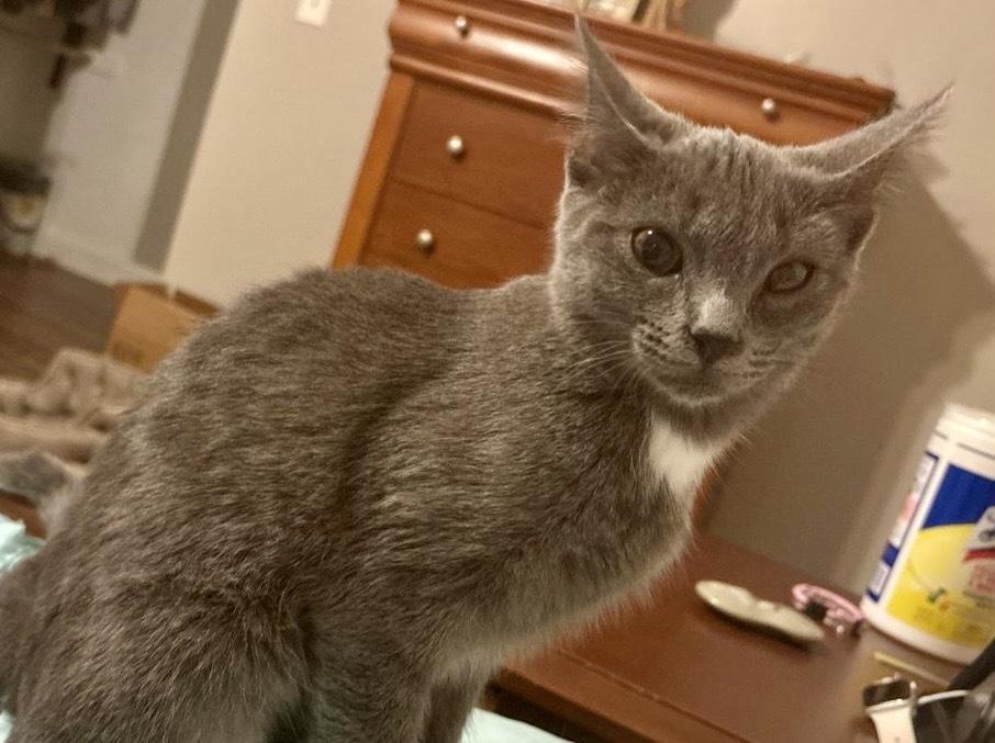 Enlarge Hannelore, a Adoptable Domestic Short Hair in Lake Wylie, SC image 2/3