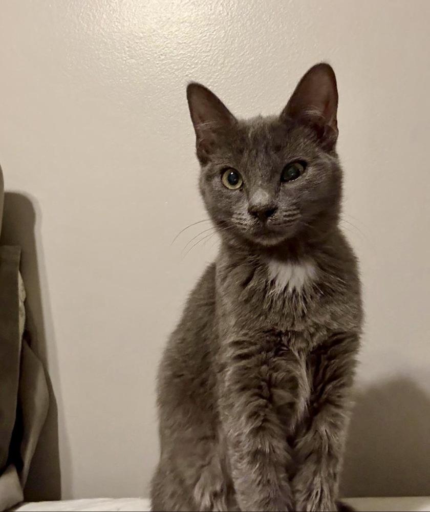 Enlarge Hannelore, a Adoptable Domestic Short Hair in Lake Wylie, SC image 3/3