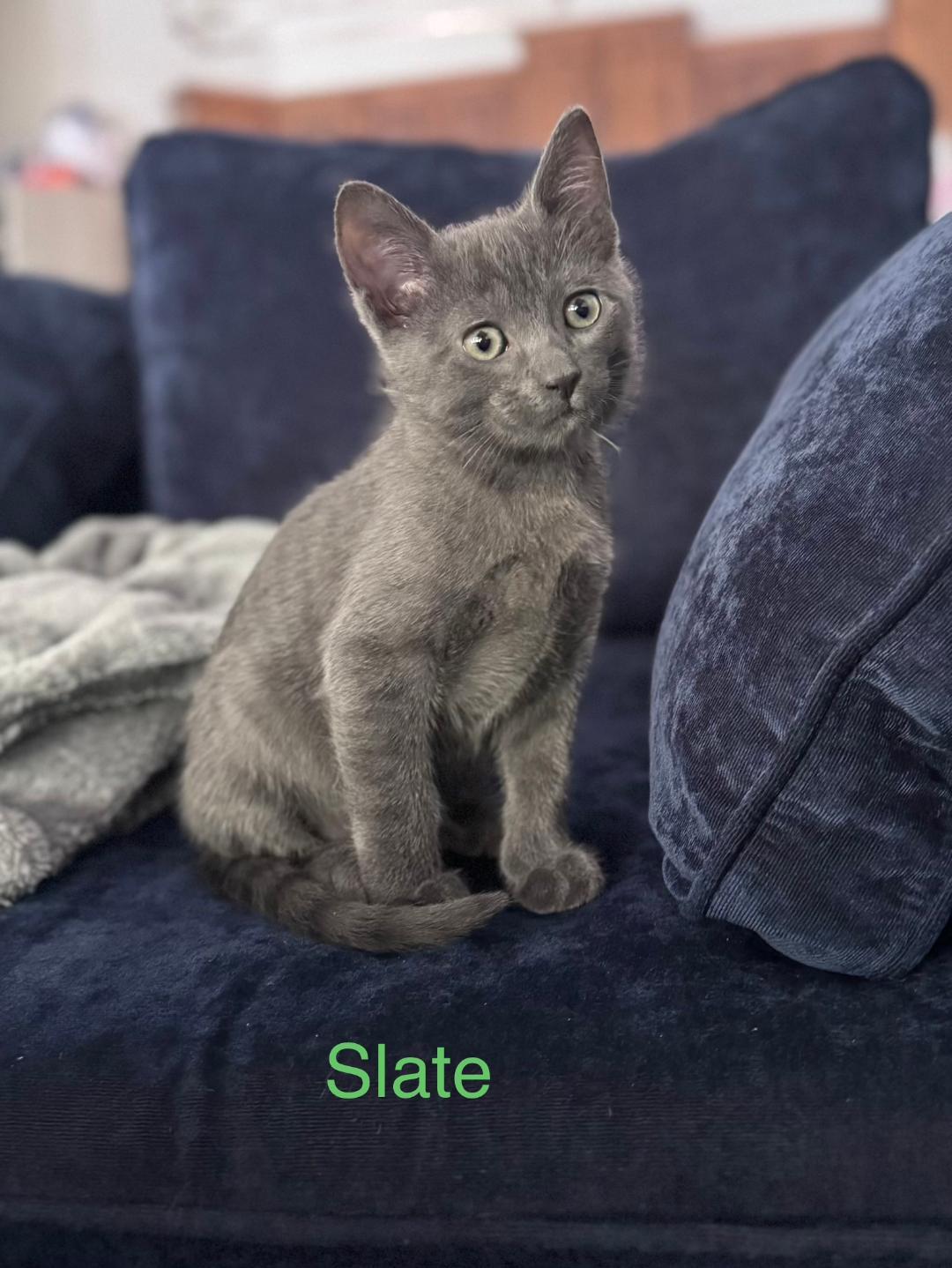 Slate, ADOPTABLE, Kitten Male Domestic Short Hair.