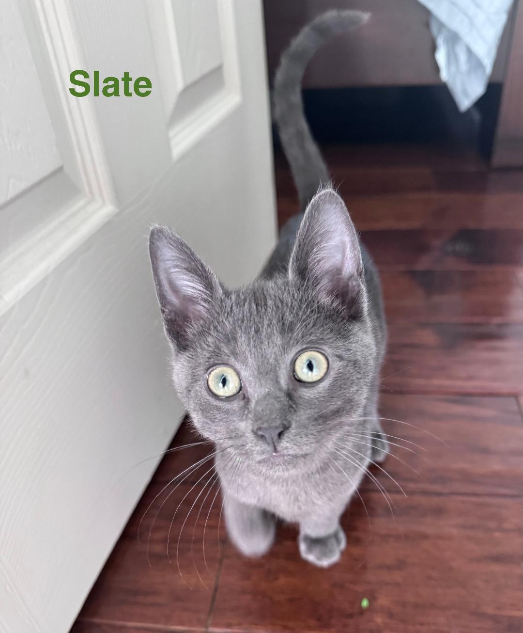 Slate, a ADOPTABLE Domestic Short Hair in Terrell, TX image 2/2