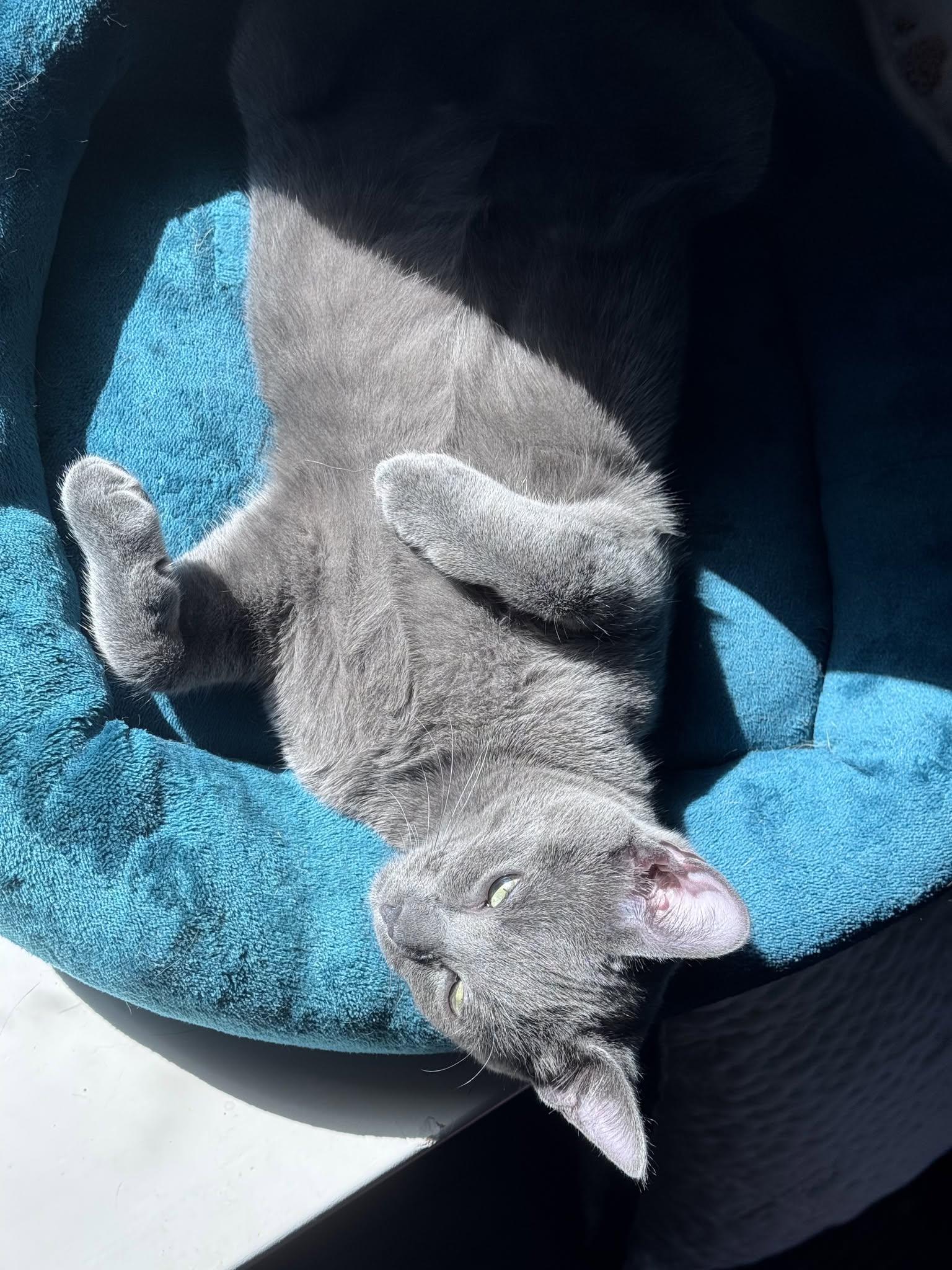 Slate, a ADOPTABLE Domestic Short Hair in Terrell, TX image 3/3