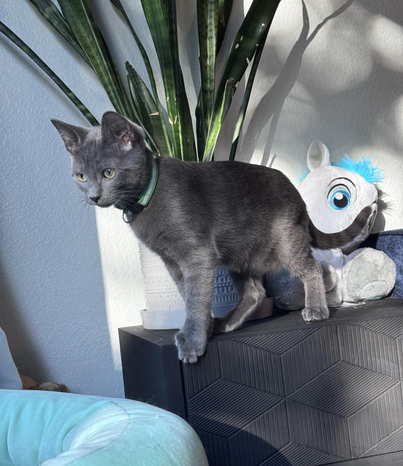 Slate, ADOPTABLE, Young Male Domestic Short Hair.