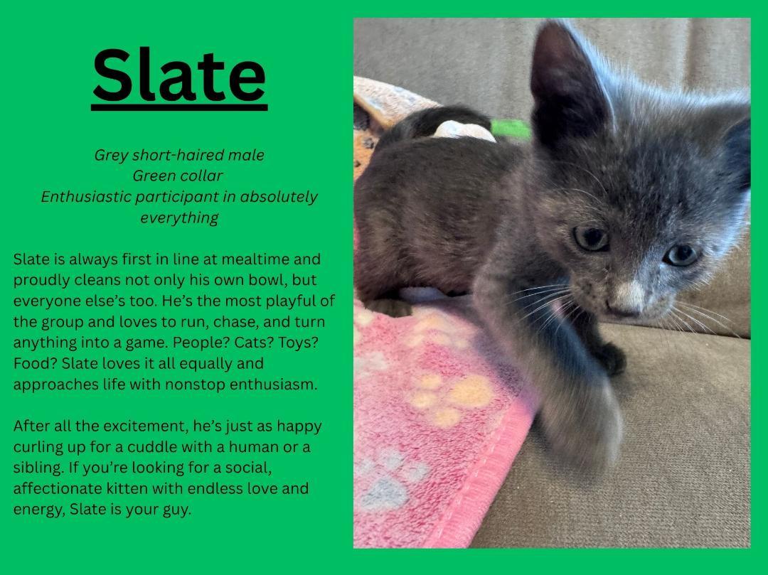 Slate, ADOPTABLE, Kitten Male Domestic Short Hair.