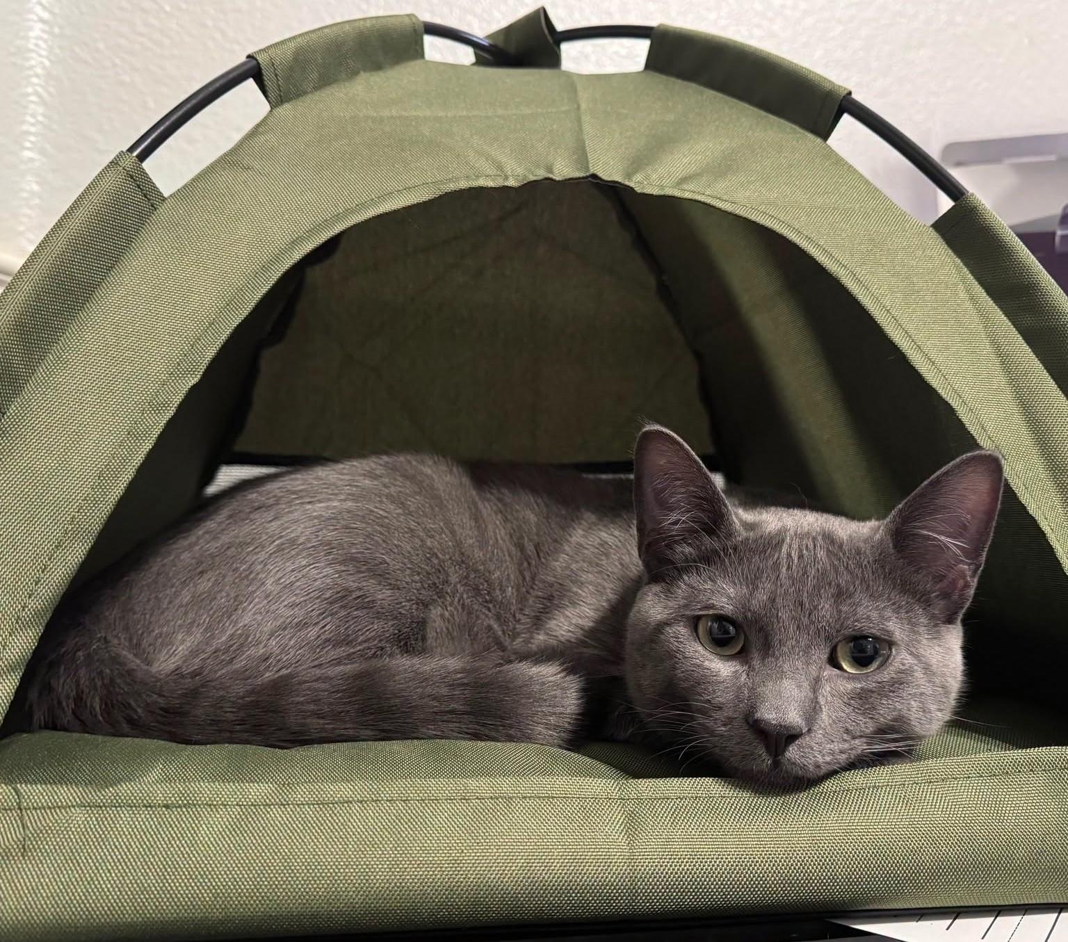 Slate, Adoptable, Young Male Domestic Short Hair.