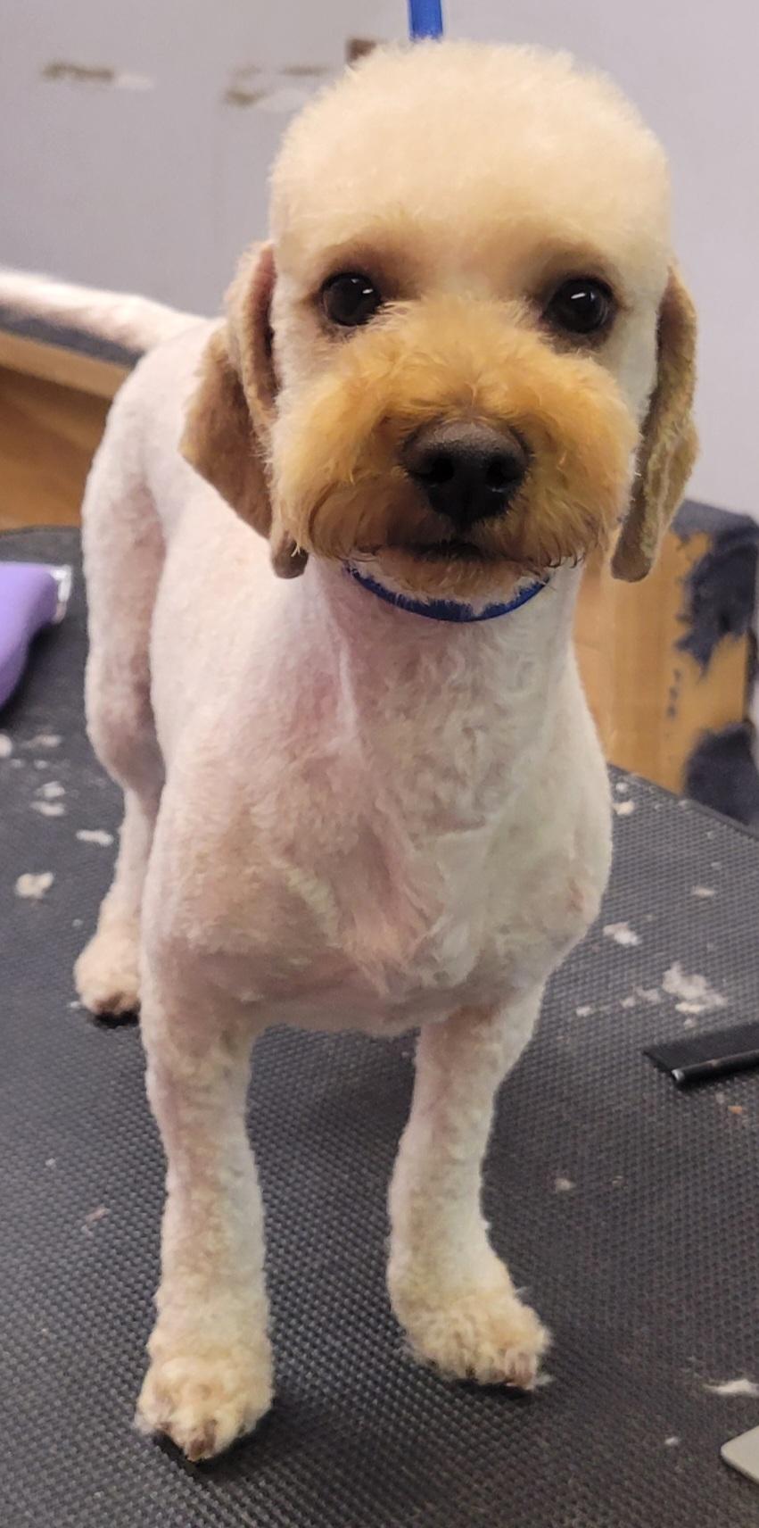 Curly, Adoptable, Adult Male Miniature Poodle.