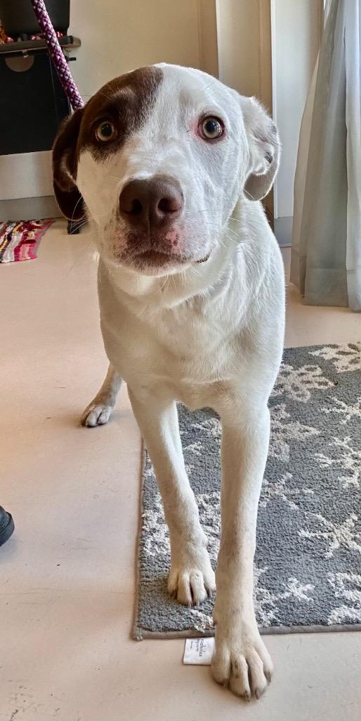 Peko, Adoptable, Young Male Pointer & Labrador Retriever.