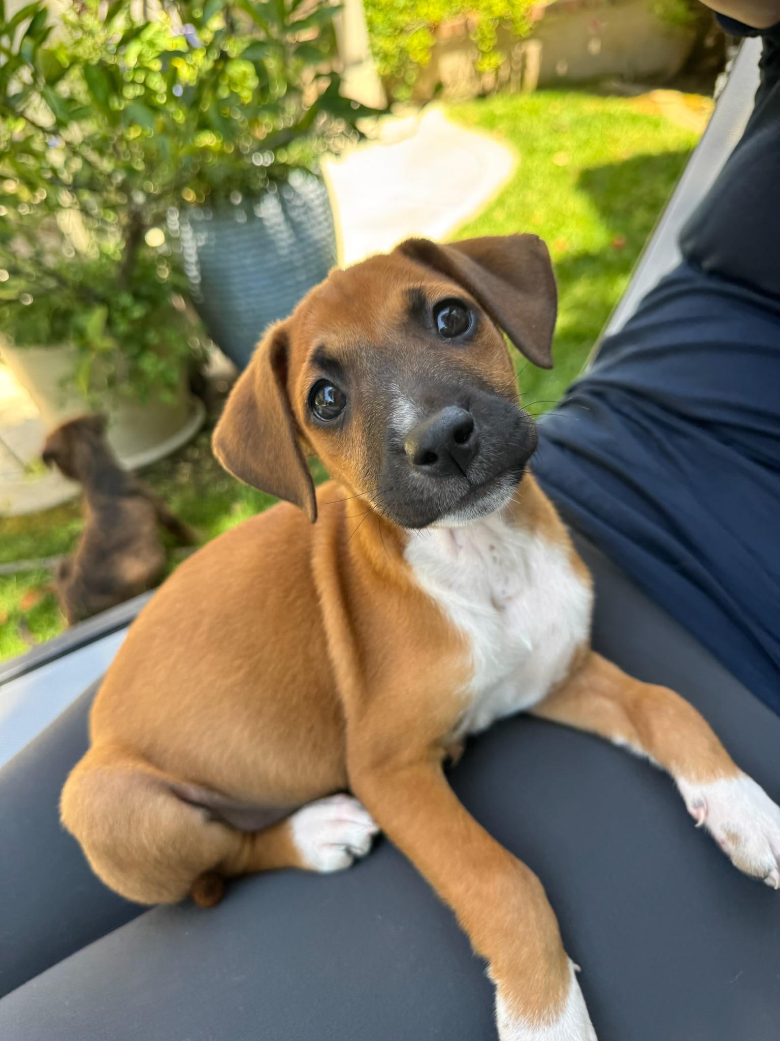Cindy, Adoptable, Puppy Female Boxer.