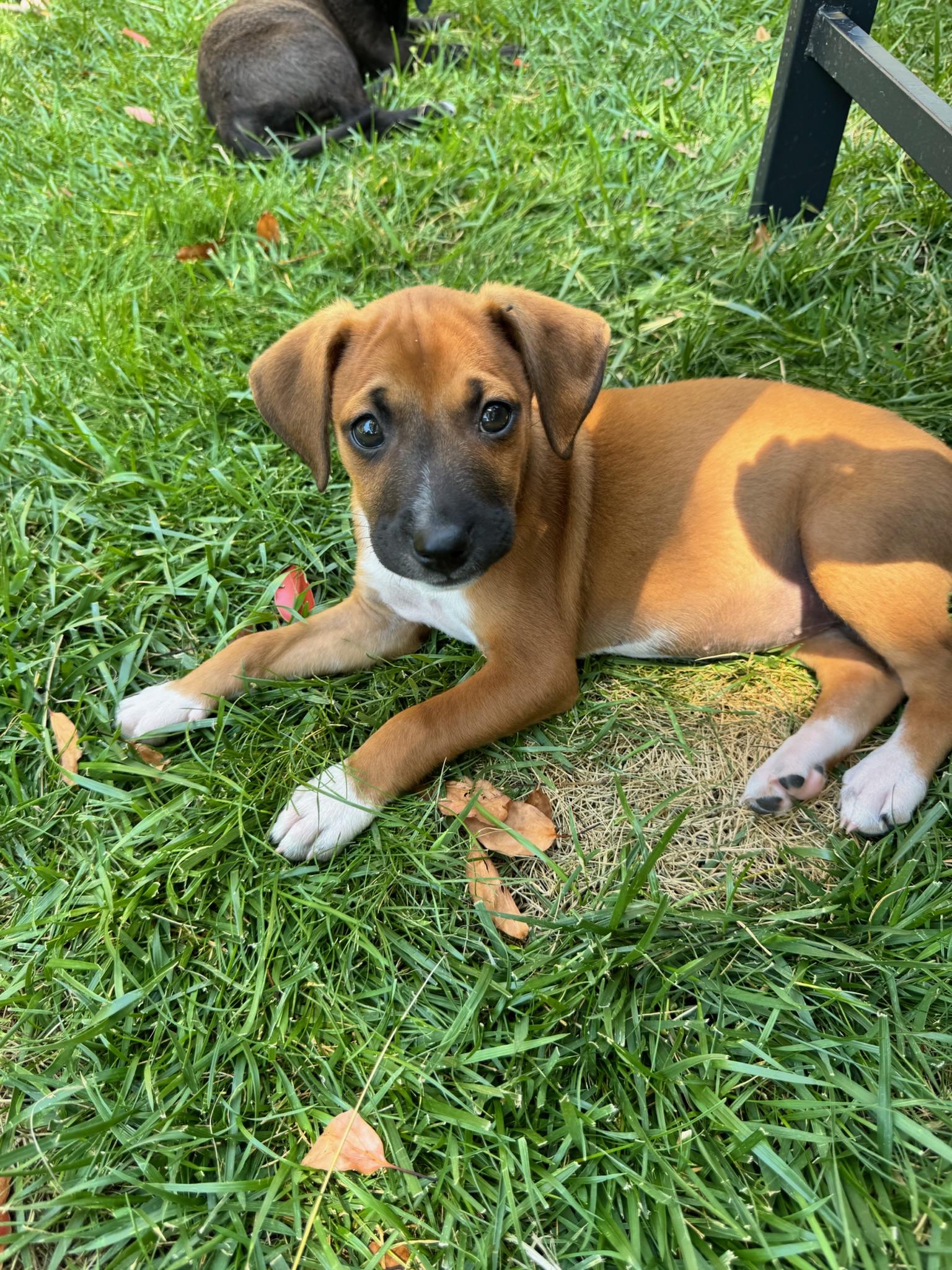 Enlarge Cindy, a Adoptable mixed breed in San Diego , CA image 3/6