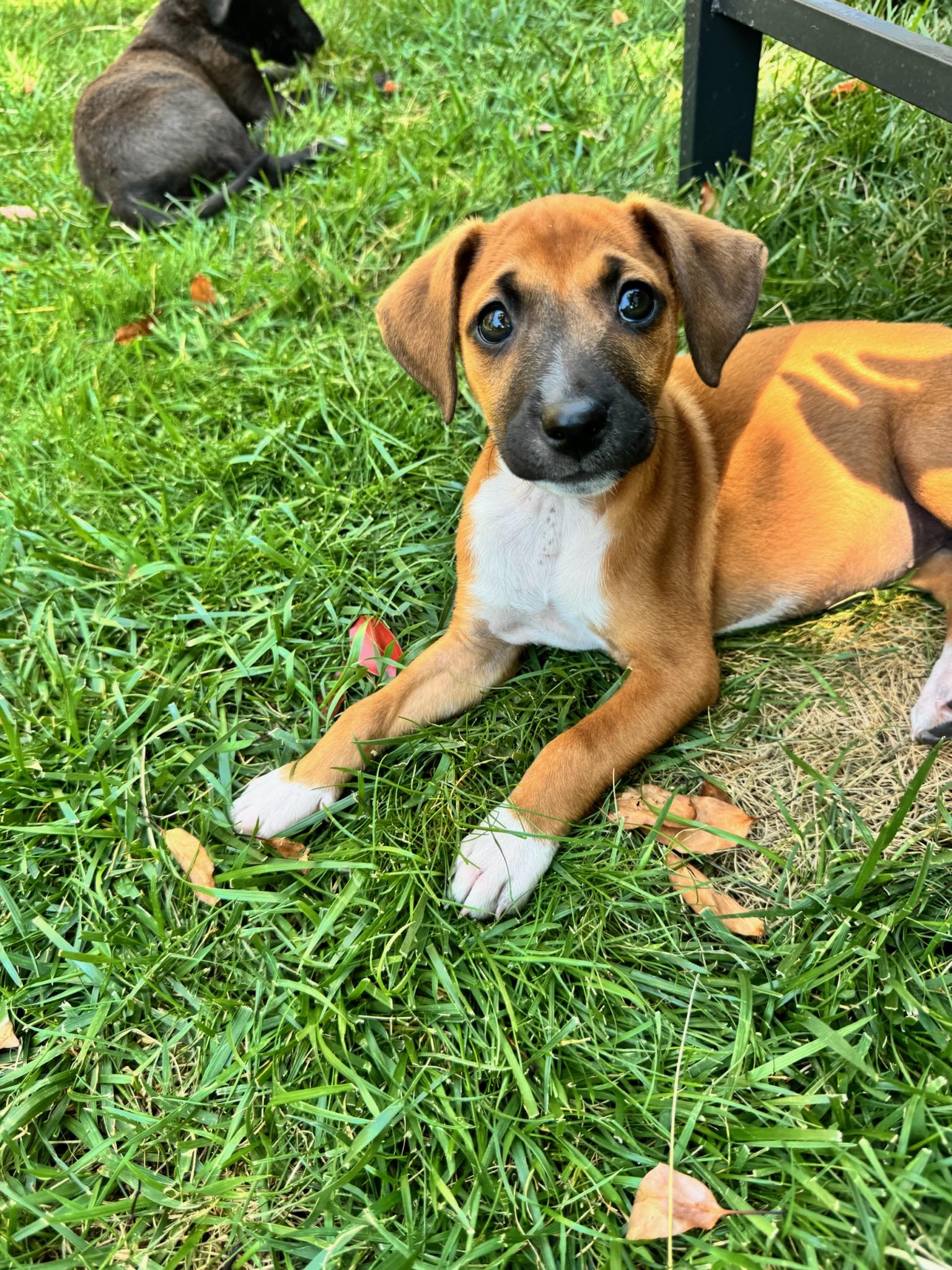 Enlarge Cindy, a Adoptable mixed breed in San Diego , CA image 4/6
