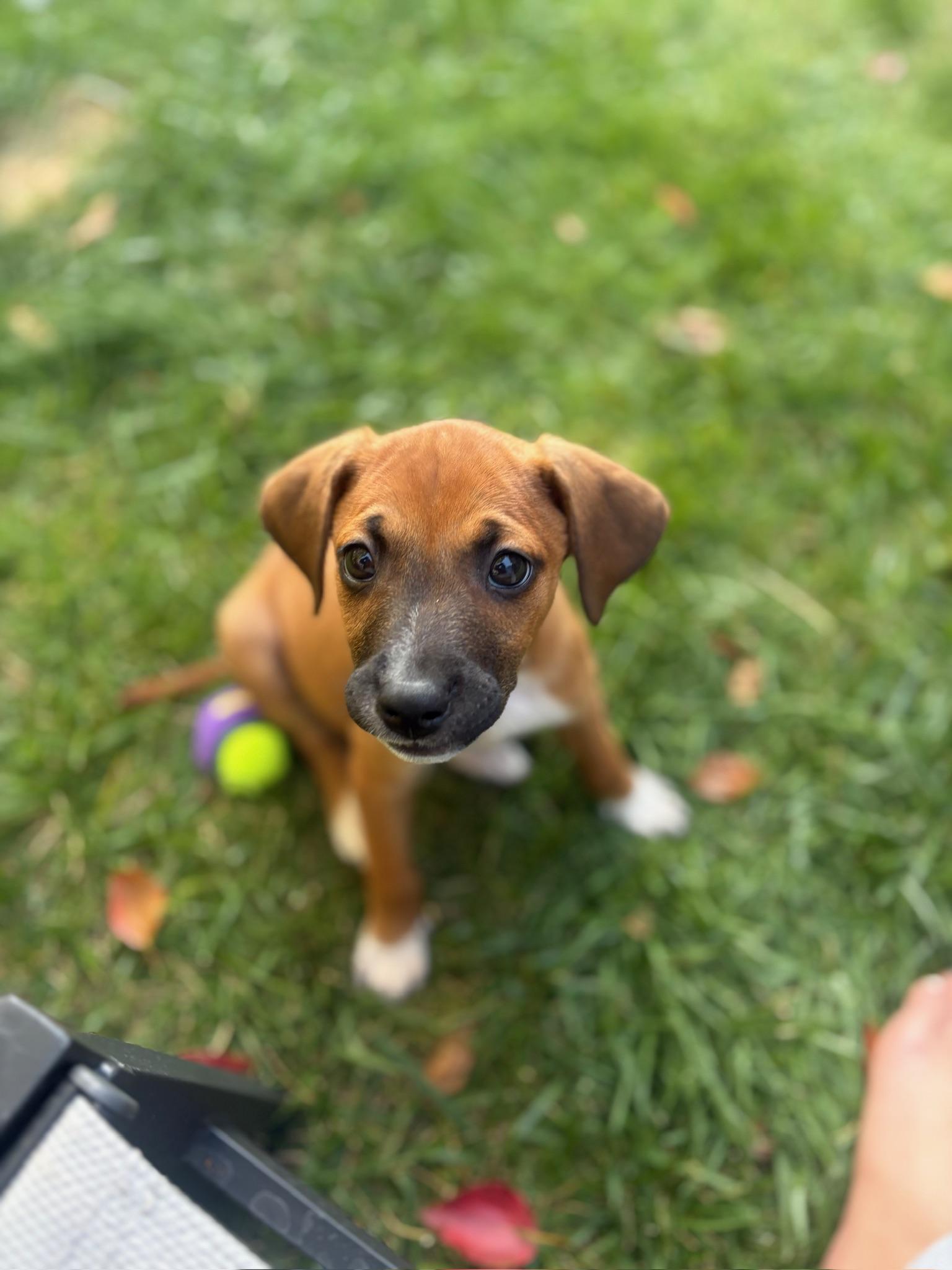 Enlarge Cindy, a Adoptable mixed breed in San Diego , CA image 2/6