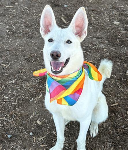 Enlarge CASSEROLE, a Adoptable mixed breed in Denver, CO image 1/1