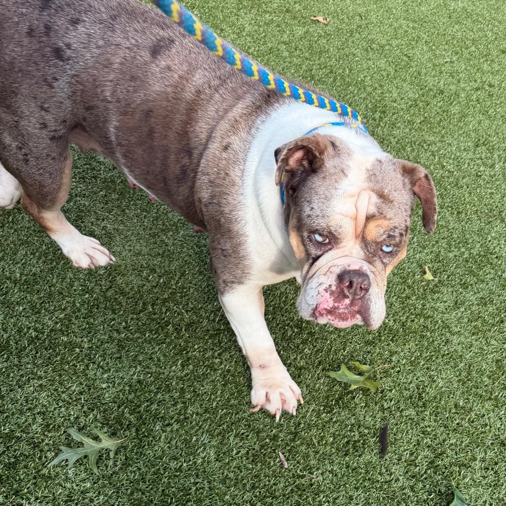 Peppa Pig, Adoptable, Adult Female English Bulldog.