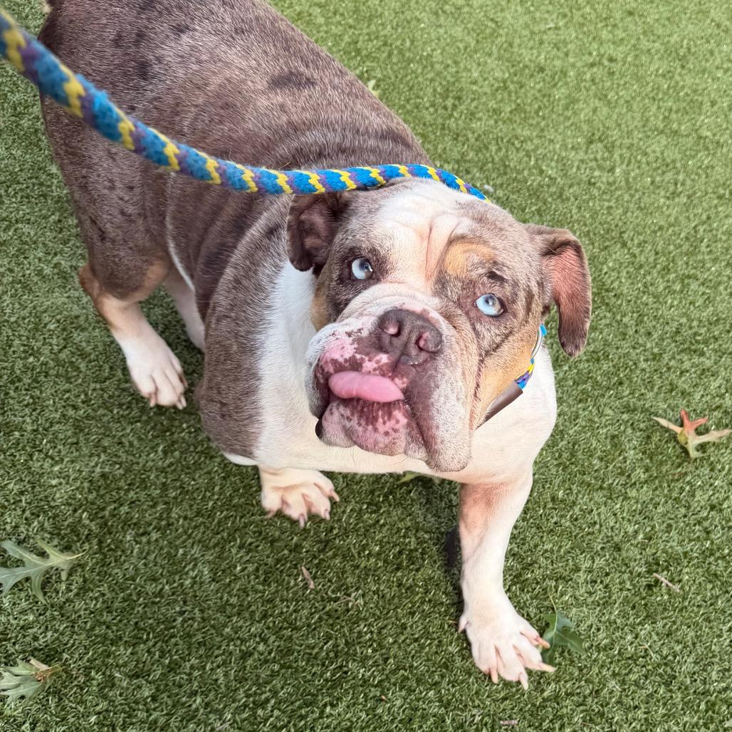 Enlarge Peppa Pig, a Adoptable English Bulldog in West Chester, PA image 2/6