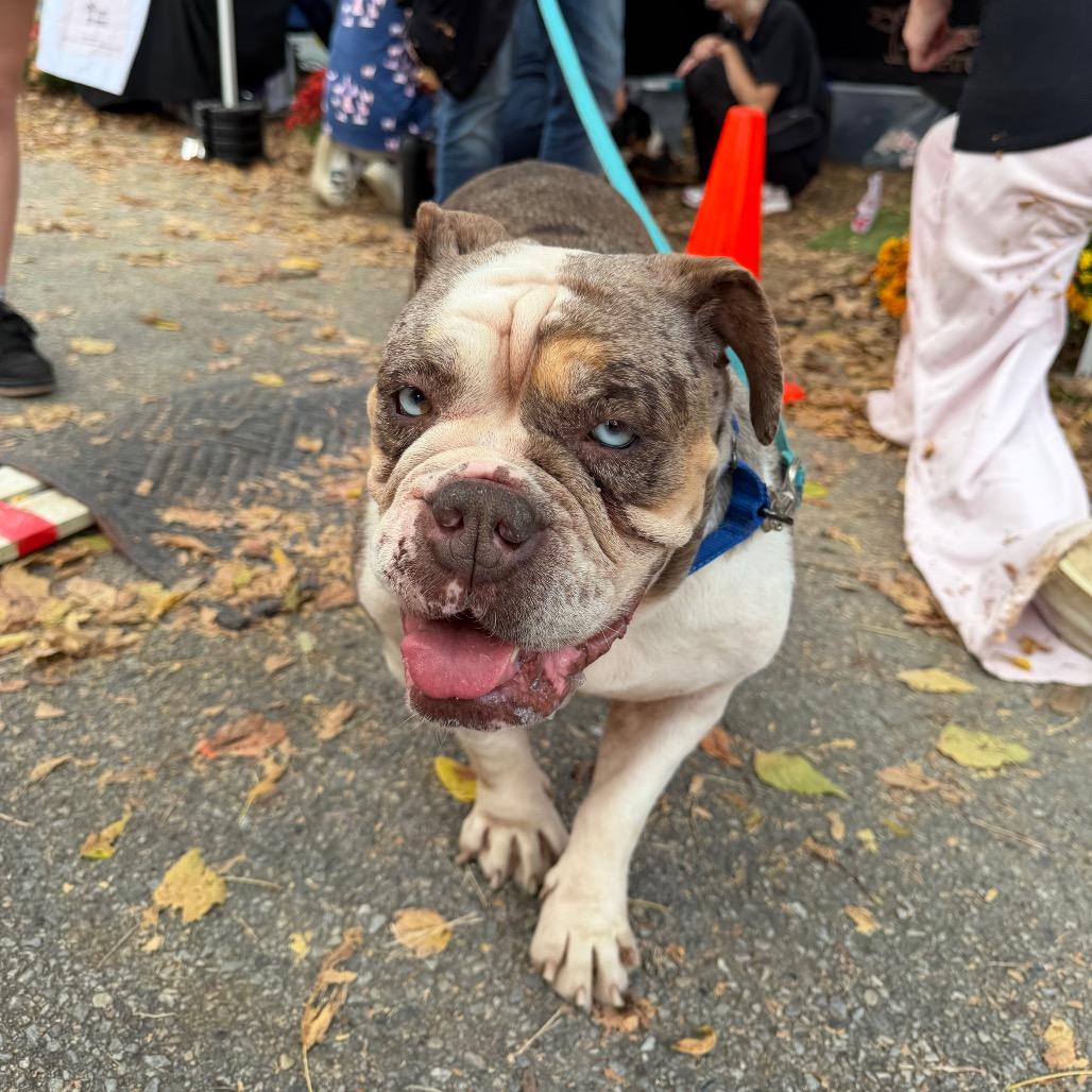 Enlarge Peppa Pig, a Adoptable English Bulldog in West Chester, PA image 3/6