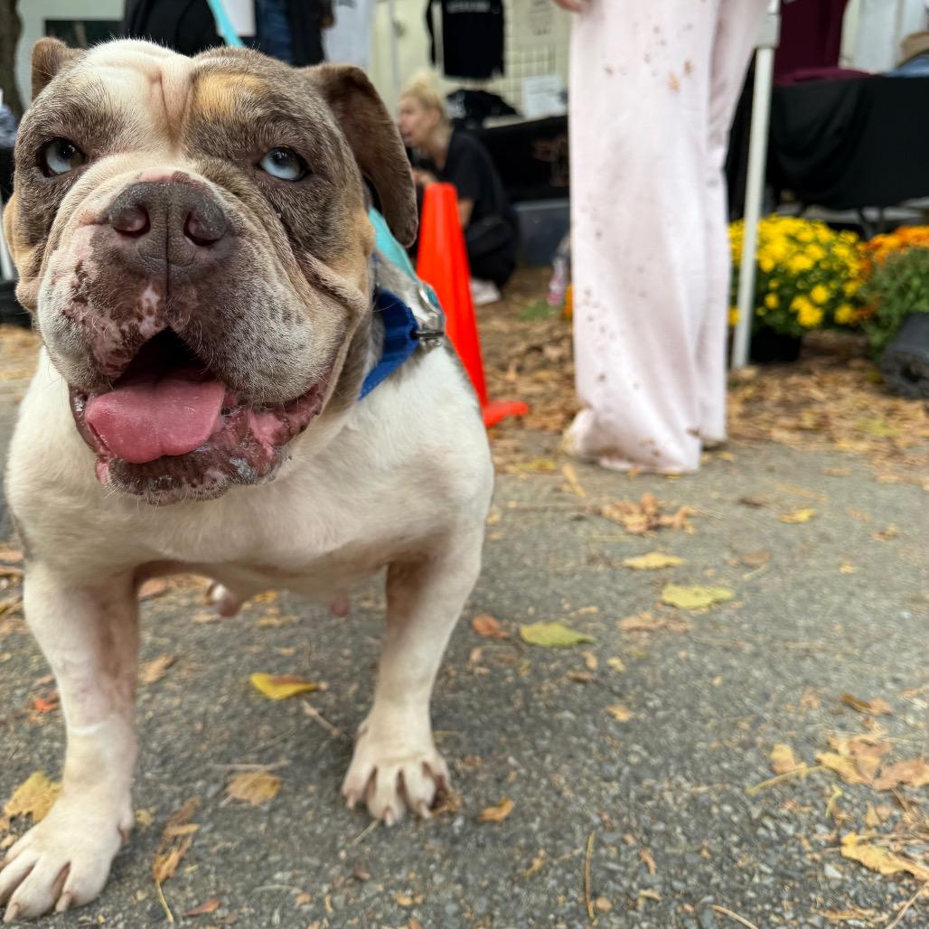Enlarge Peppa Pig, a Adoptable English Bulldog in West Chester, PA image 4/6