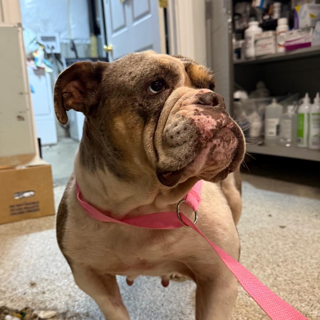 Enlarge Peppa Pig, a Adoptable English Bulldog in West Chester, PA image 5/6