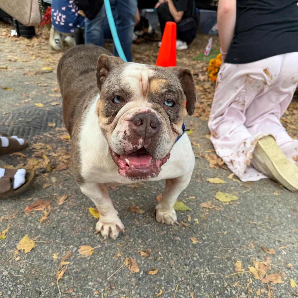 Enlarge Peppa Pig, a Adoptable English Bulldog in West Chester, PA image 6/6