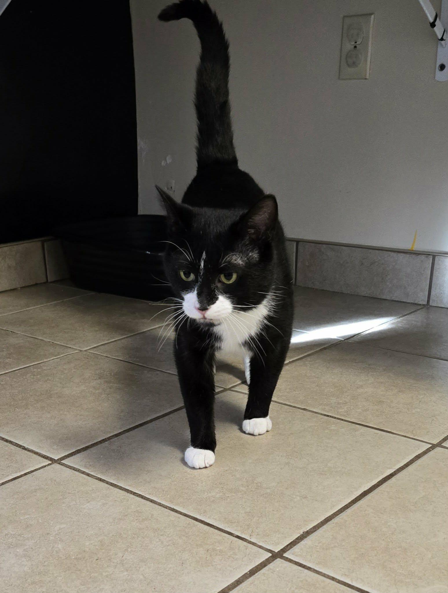 Enlarge Louie, an adopted Domestic Short Hair in West Branch, MI image 1/1