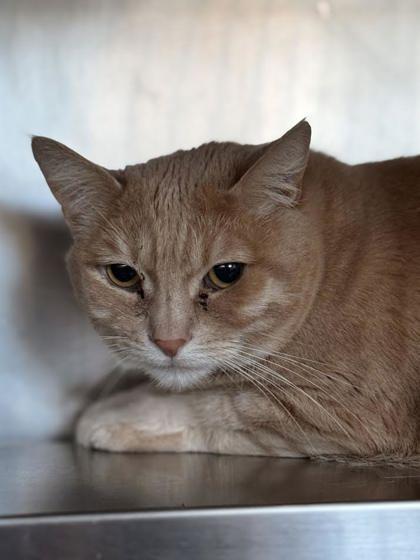 Gracie, Adoptable, Adult Female Domestic Short Hair & Domestic Short Hair.