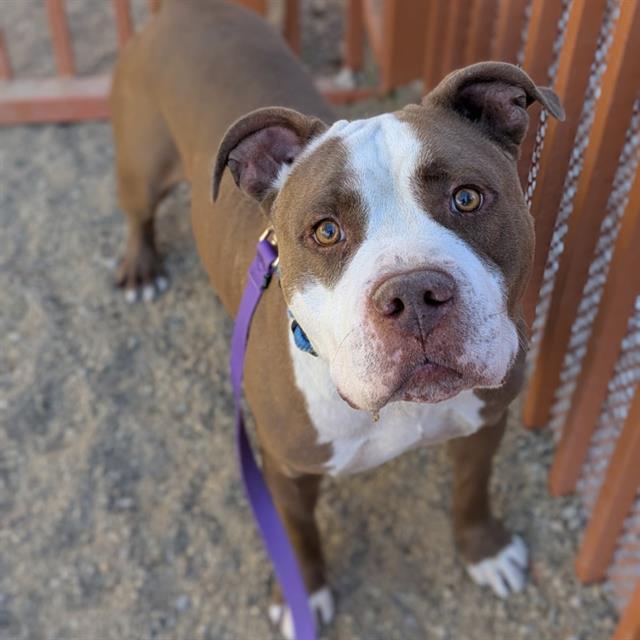 WAFFLES, Adoptable, Adult Male Pit Bull Terrier.