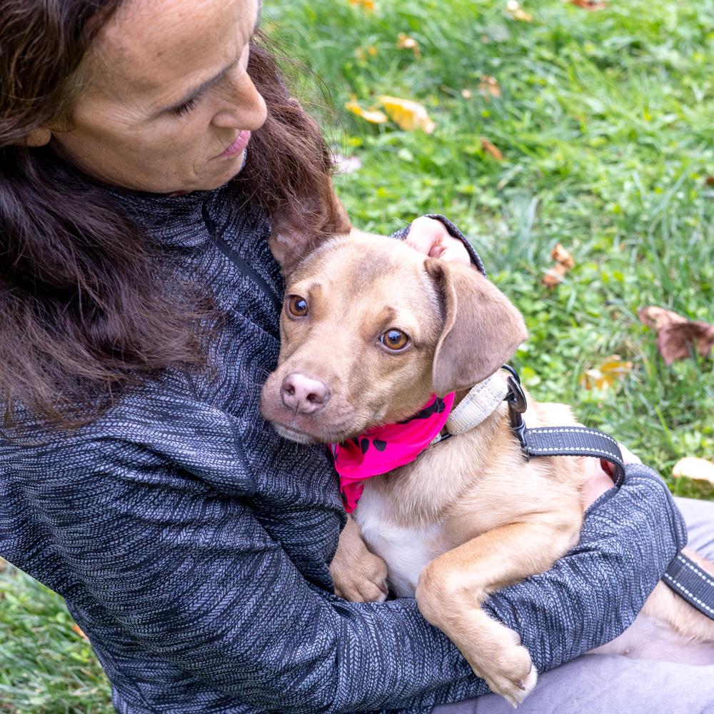 Meadow (Female), a Adoptable mixed breed in West Grove, PA image 3/6