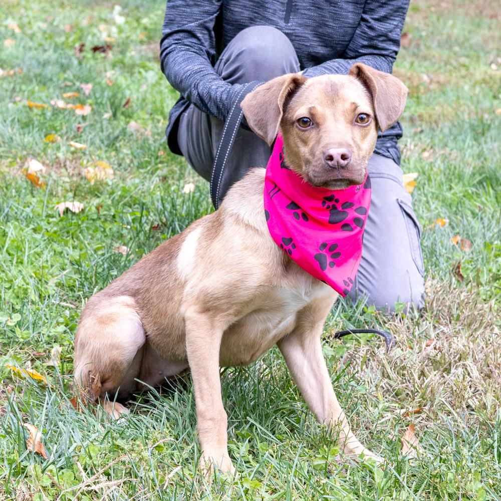 Meadow (Female), a Adoptable mixed breed in West Grove, PA image 2/6