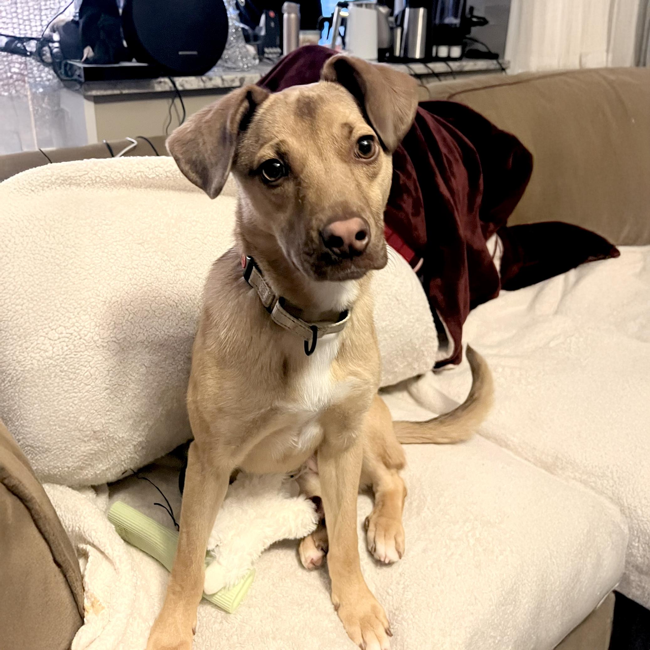 Meadow  (Female), Adoptable, Young Female Mountain Cur & Feist.