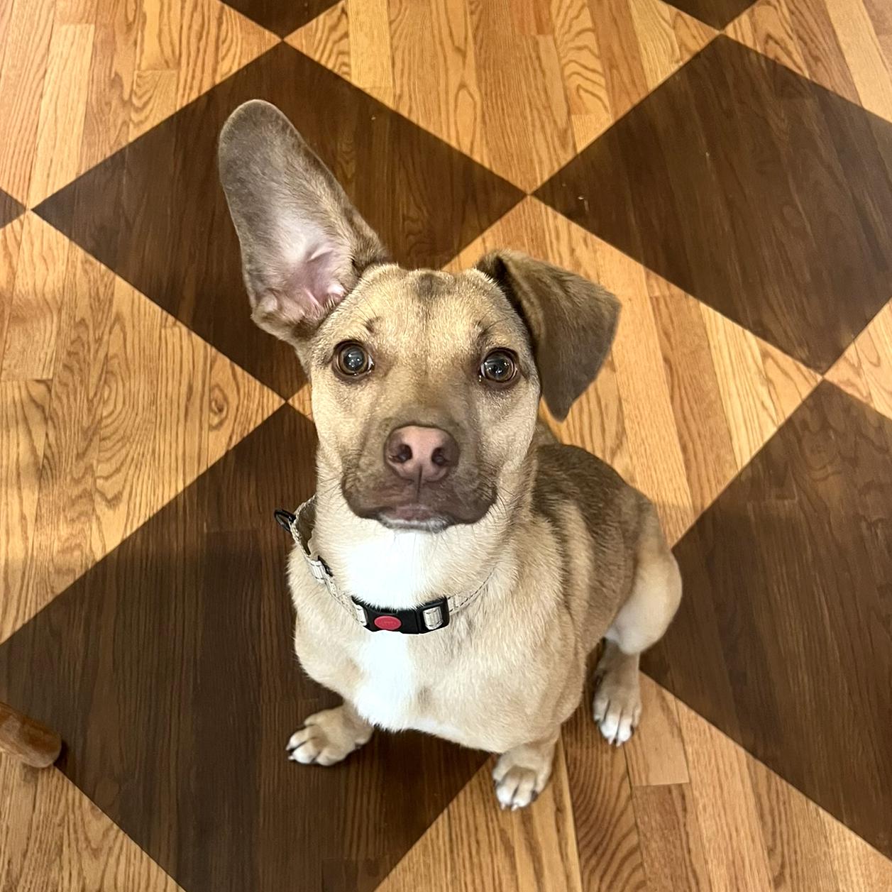 Enlarge Meadow  (Female), a Adoptable mixed breed in West Grove, PA image 2/6