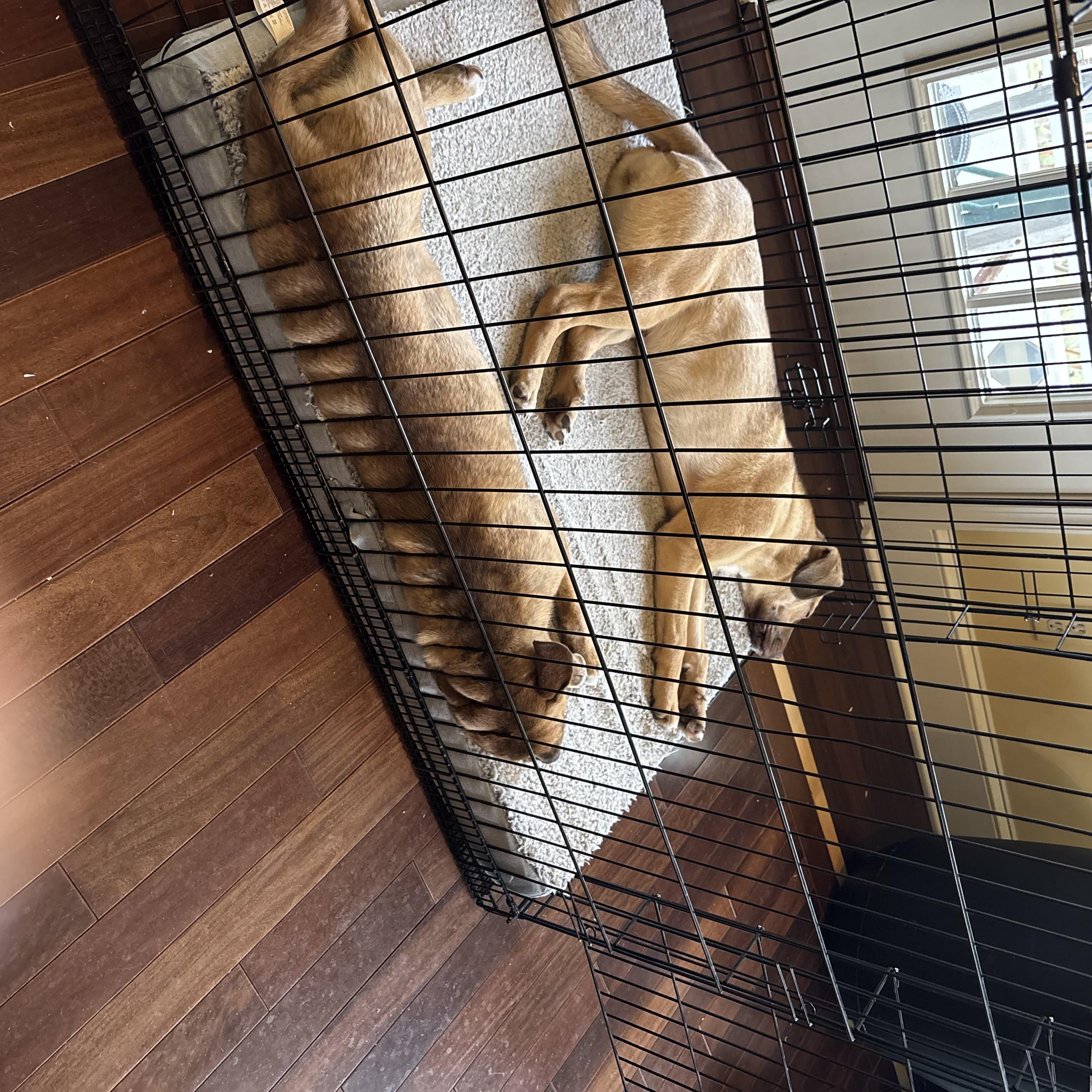 Enlarge Meadow  (Female), a Adoptable mixed breed in West Grove, PA image 6/6