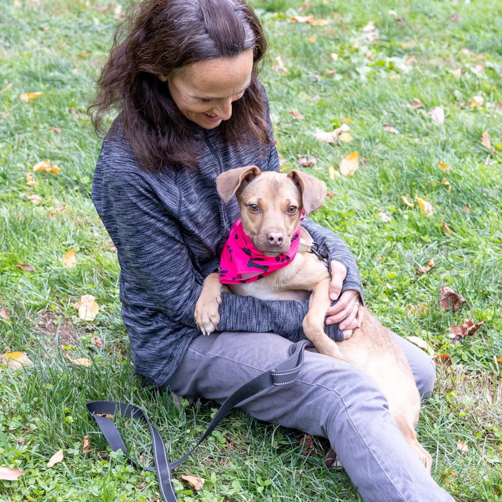 Meadow (Female), a Adoptable mixed breed in West Grove, PA image 6/6