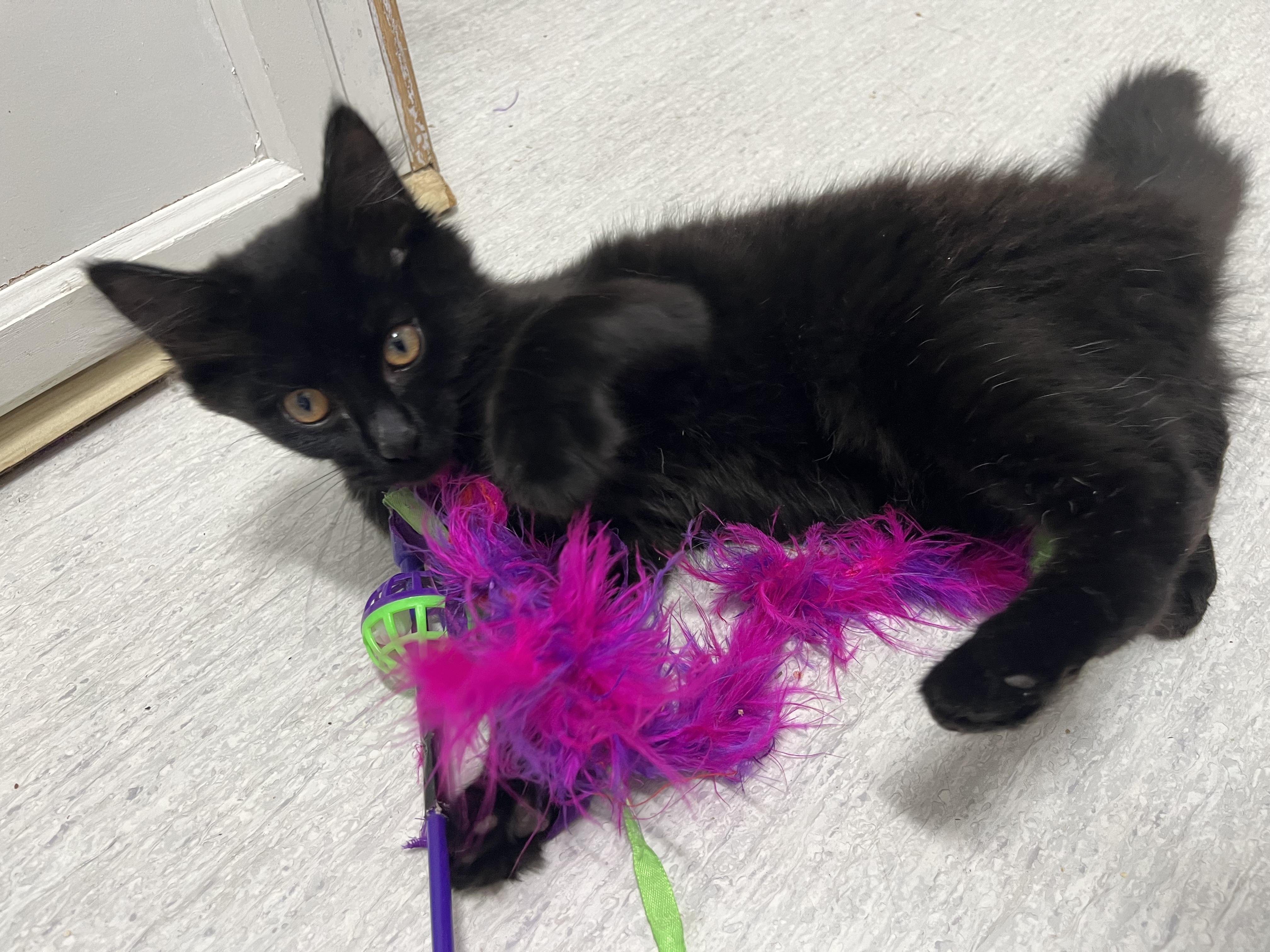 Enlarge Hammy, a Adoptable Domestic Medium Hair in Eugene, OR image 4/4