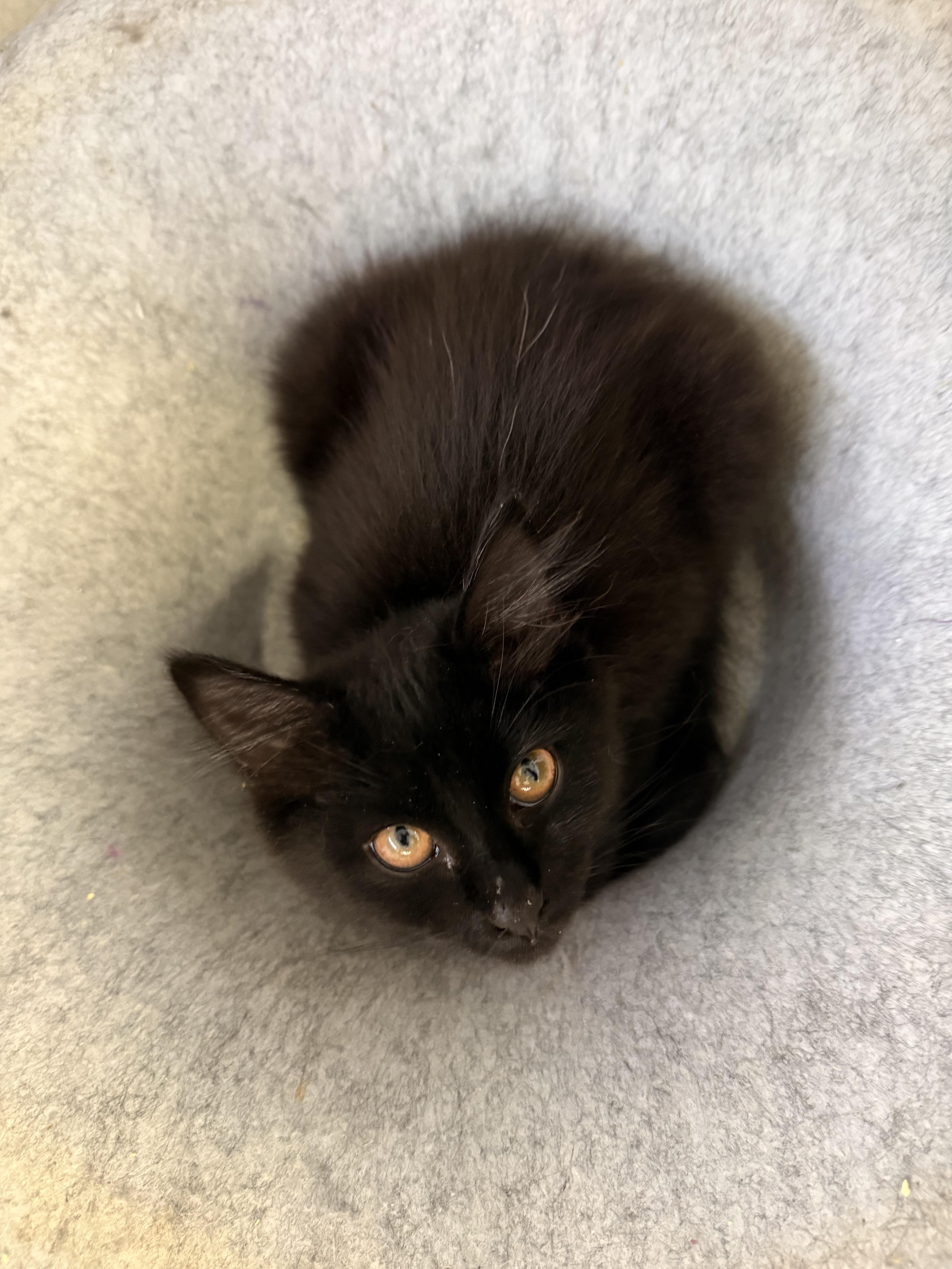 Enlarge Hammy, a Adoptable Domestic Medium Hair in Eugene, OR image 3/4