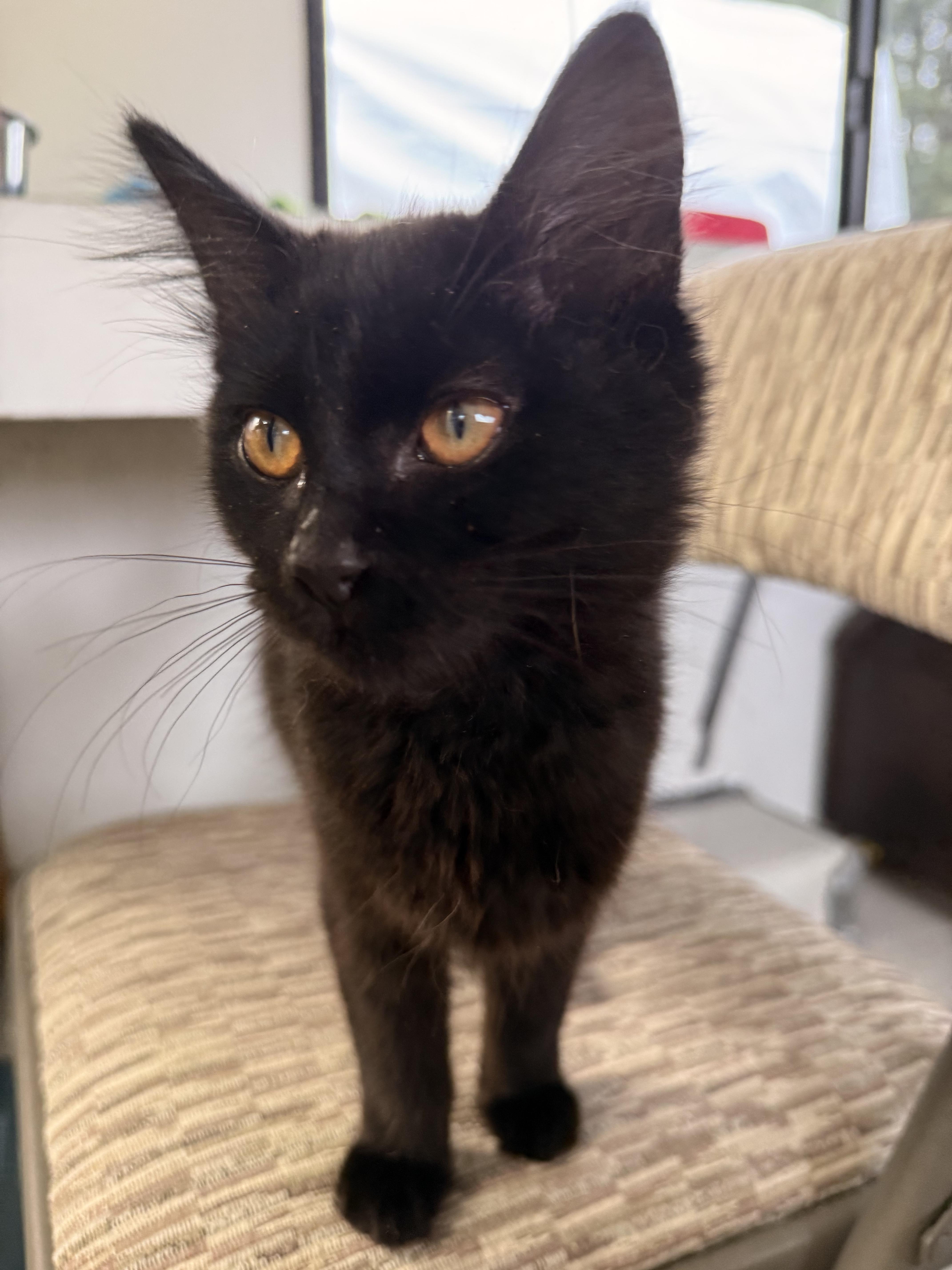 Enlarge Hammy, a Adoptable Domestic Medium Hair in Eugene, OR image 2/4