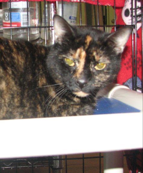 #5405 Callie, Adult Female unknown