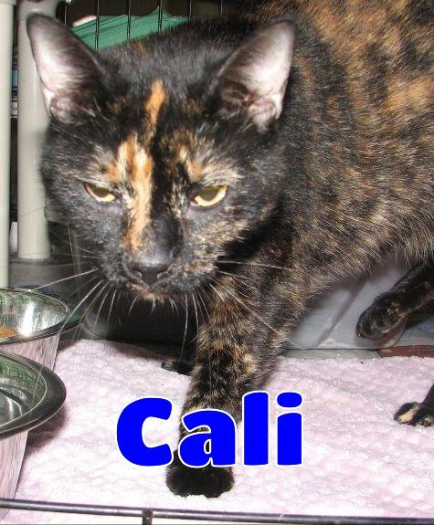 #5405 Callie photo 5