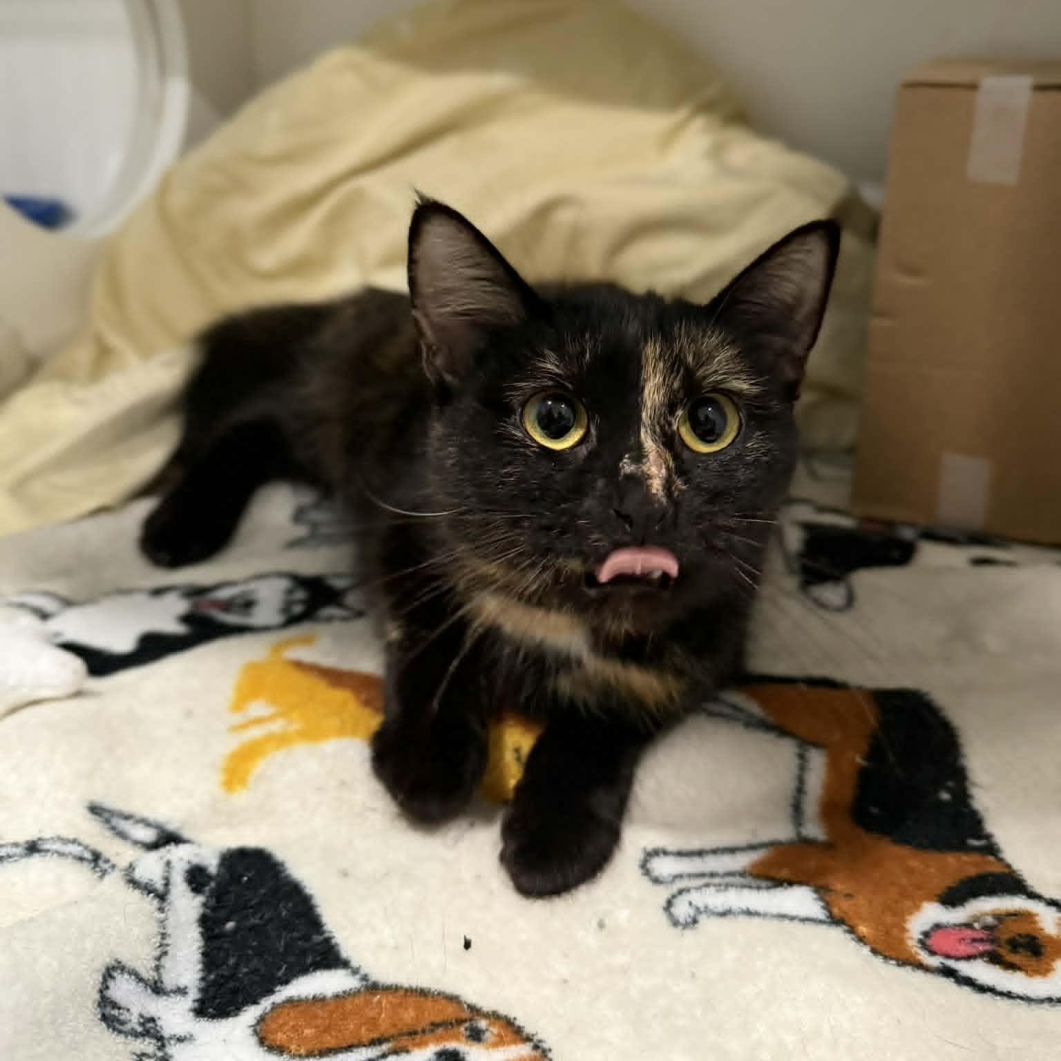 Enlarge Aries, a ADOPTABLE mixed breed in Penn Yan, NY image 2/3