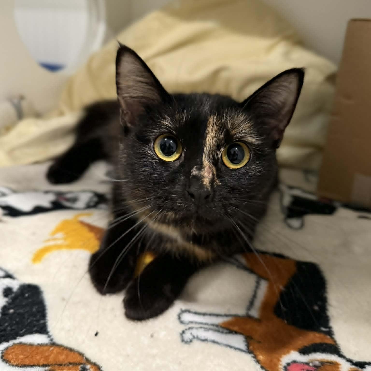 Aries, ADOPTABLE, Young Female Domestic Short Hair & Tortoiseshell.