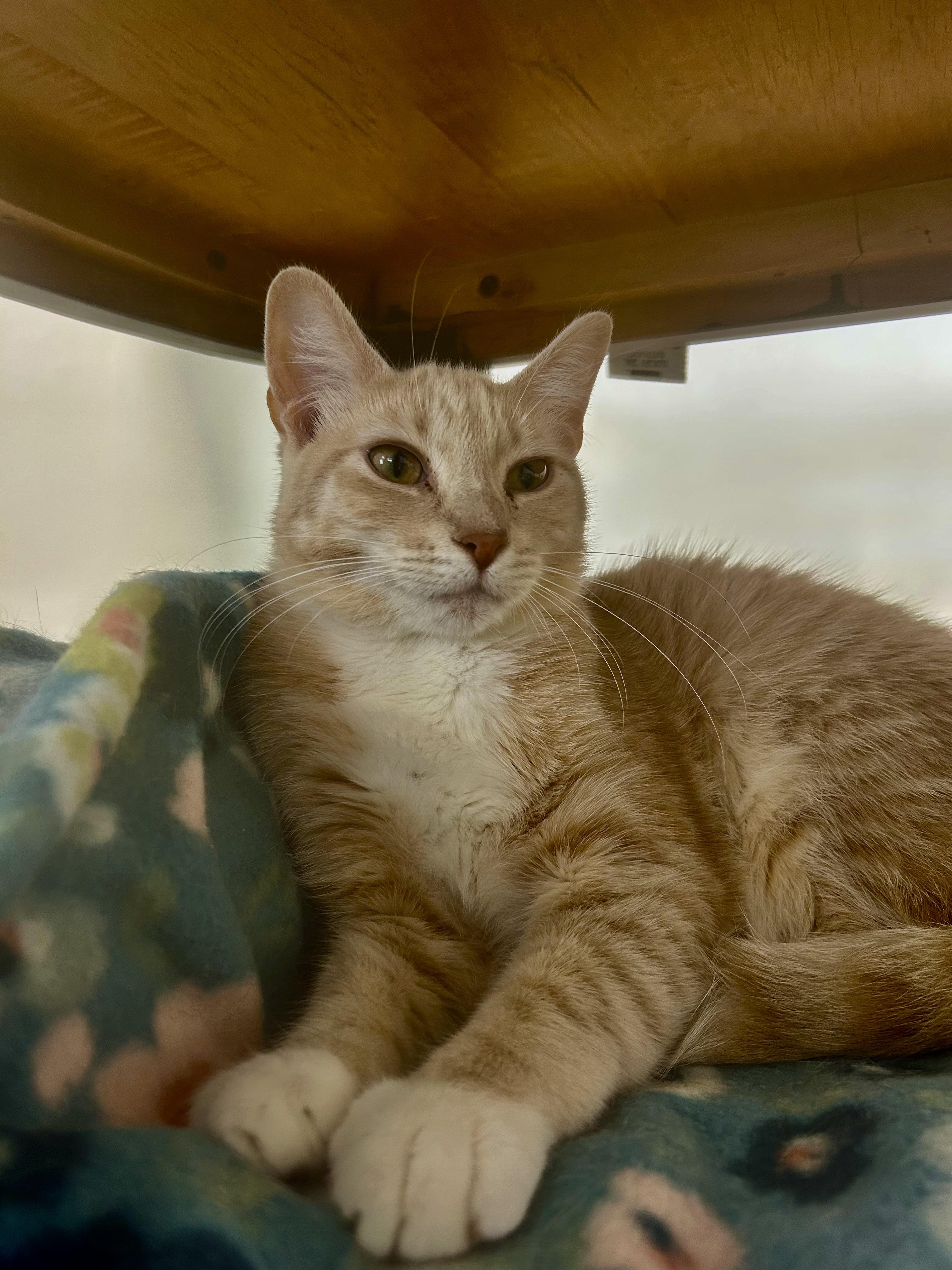 Enlarge Vanilla, a ADOPTABLE Tabby in Grand Rapids, MI image 6/6