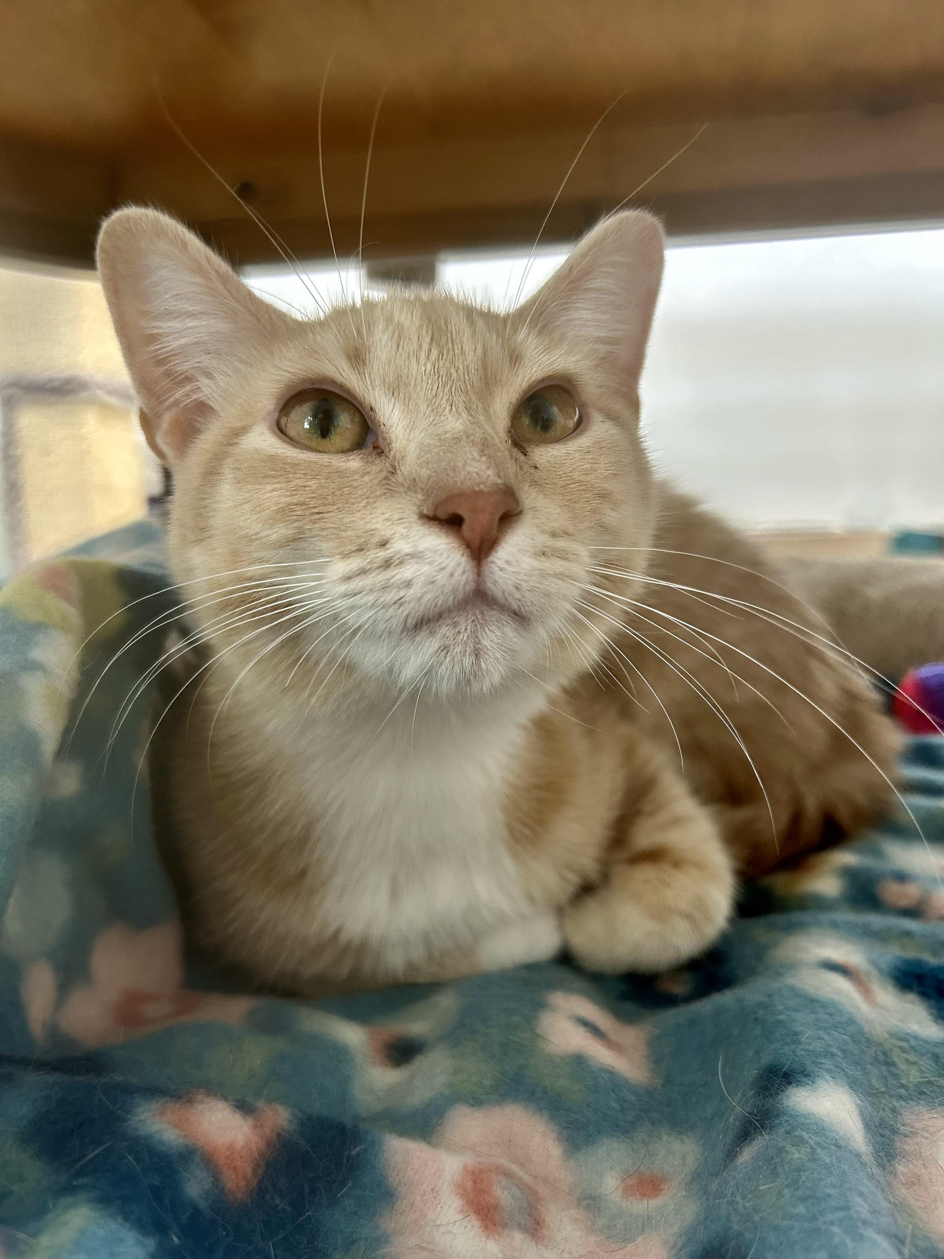 Enlarge Vanilla, a ADOPTABLE Tabby in Grand Rapids, MI image 1/6