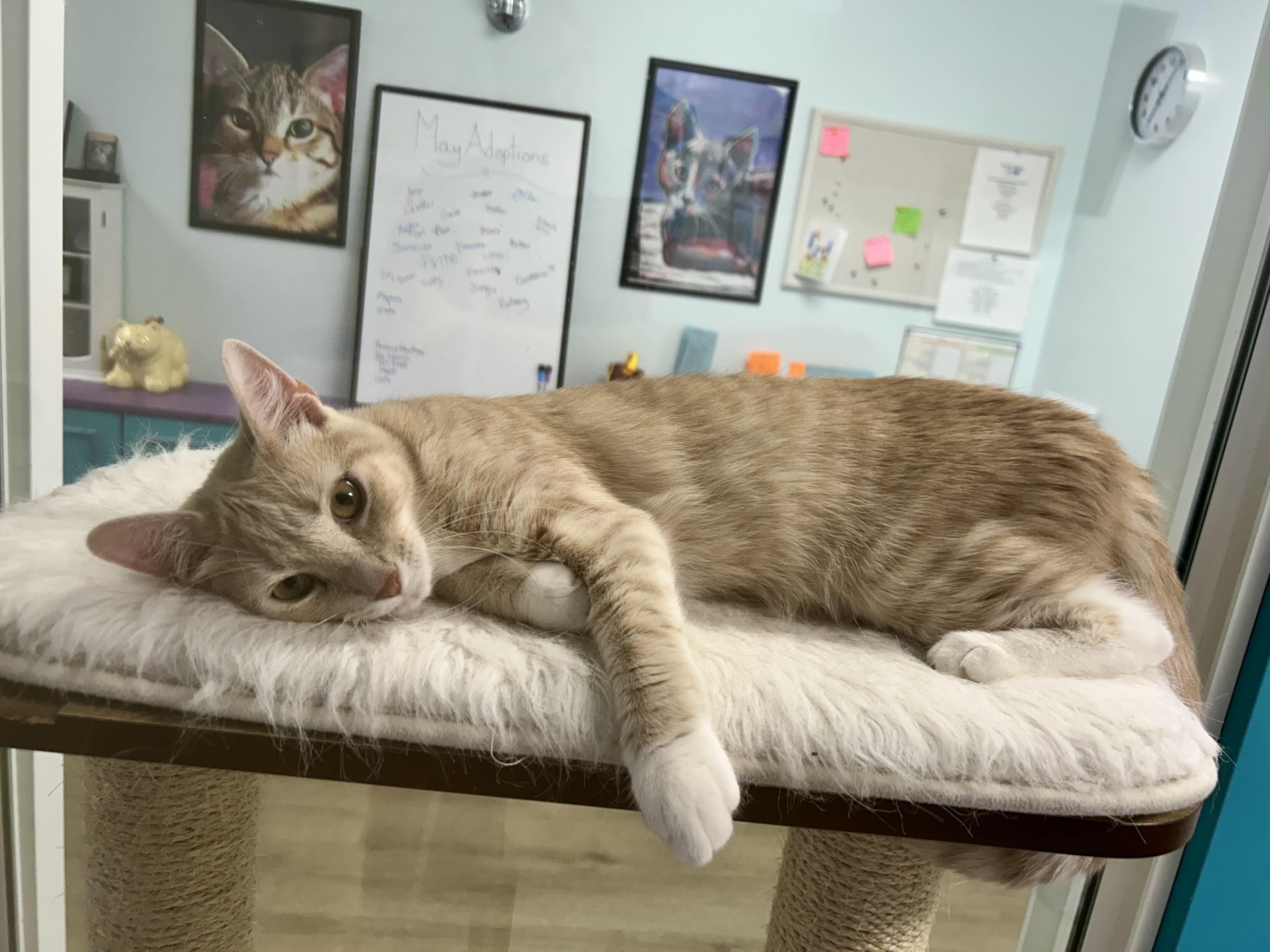 Enlarge Vanilla, a ADOPTABLE Tabby in Grand Rapids, MI image 6/6