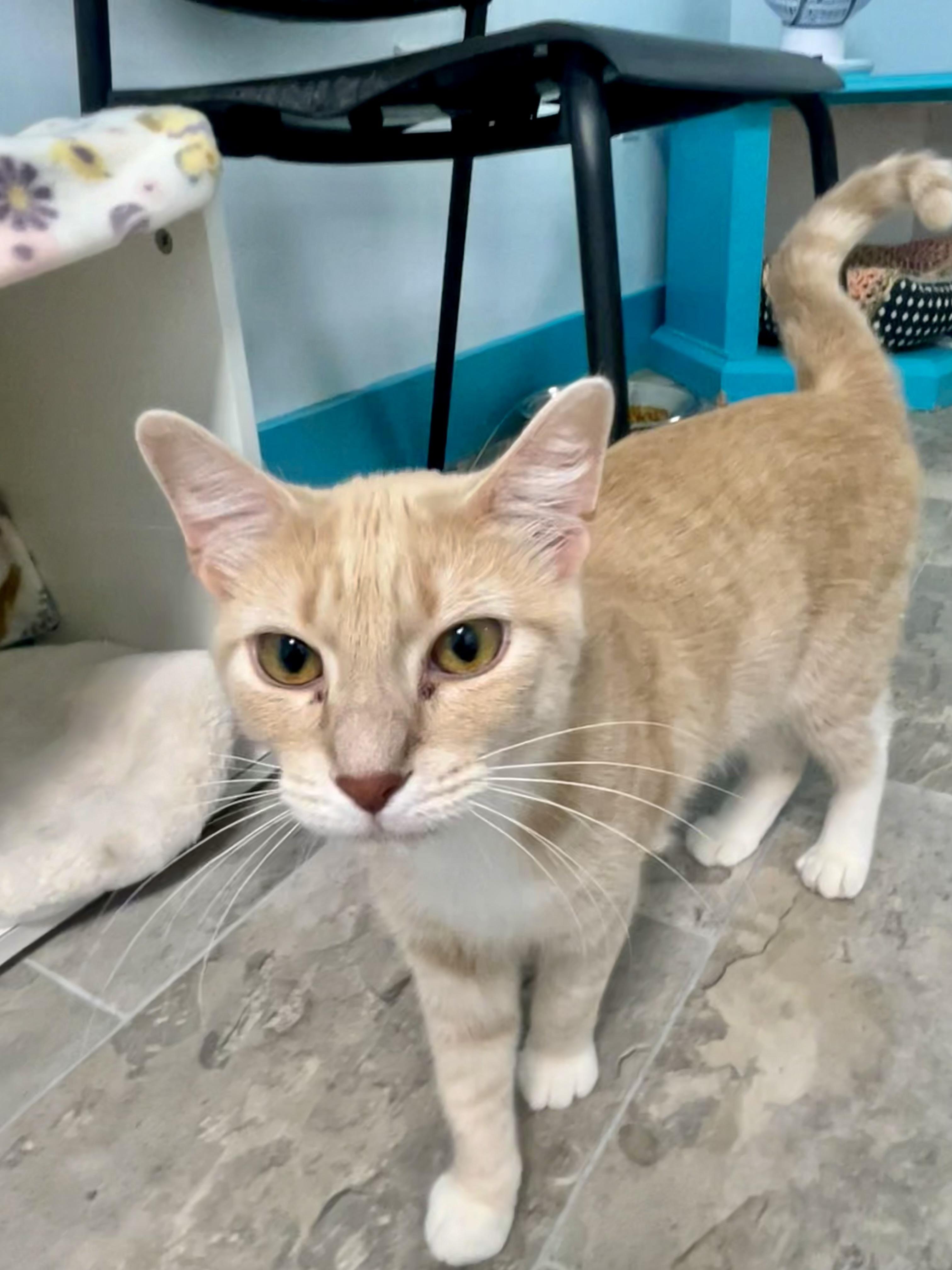 Enlarge Vanilla, a ADOPTABLE Tabby in Grand Rapids, MI image 6/6