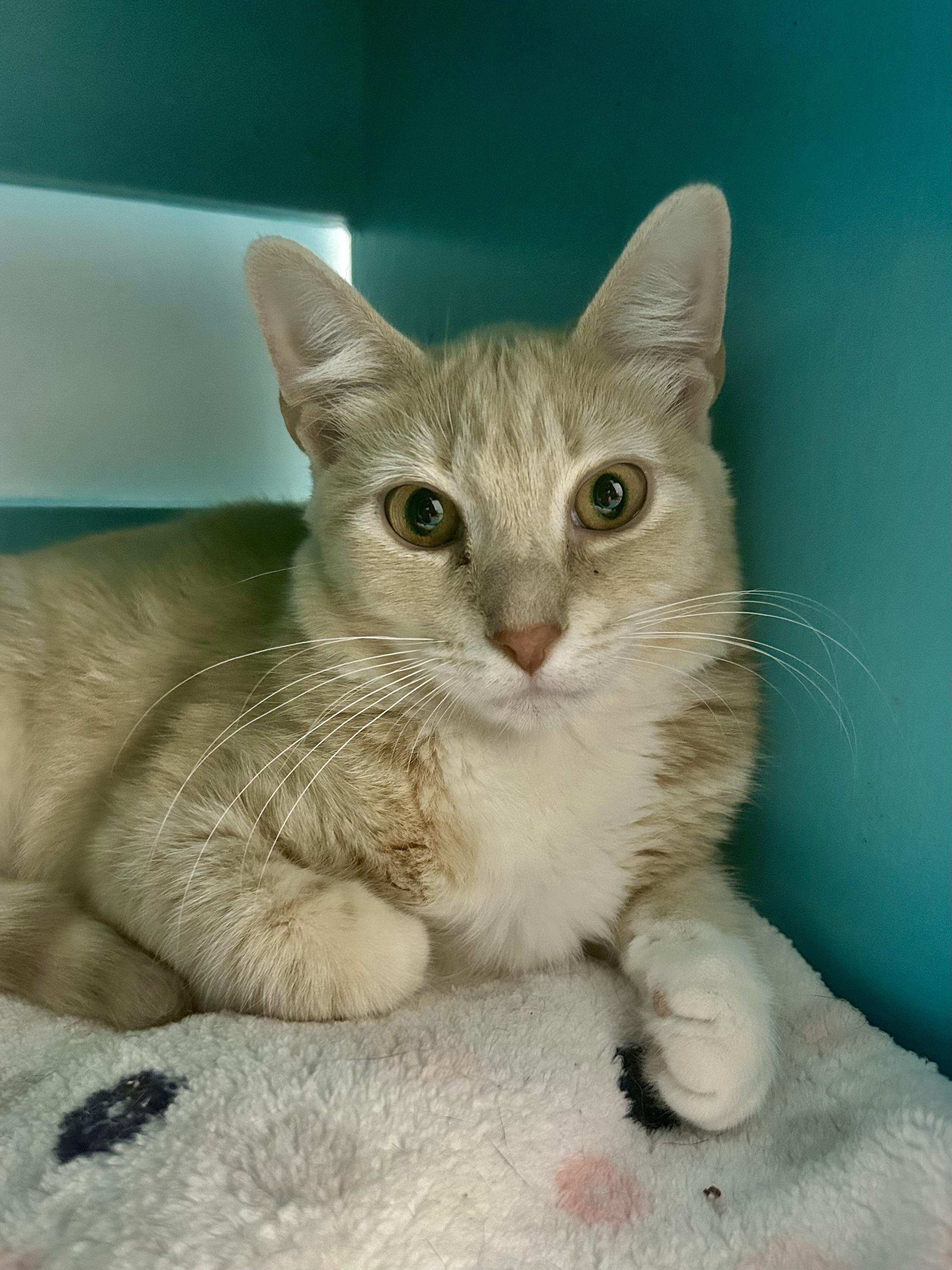 Enlarge Vanilla, a ADOPTABLE Tabby in Grand Rapids, MI image 3/6