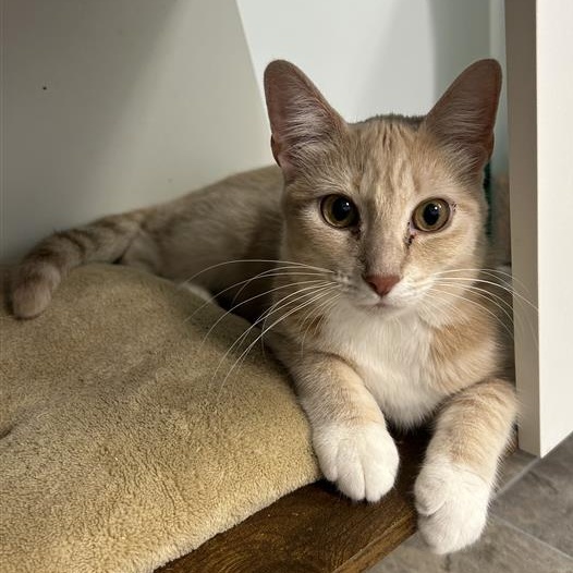 Enlarge Vanilla, a ADOPTABLE Tabby in Grand Rapids, MI image 2/6