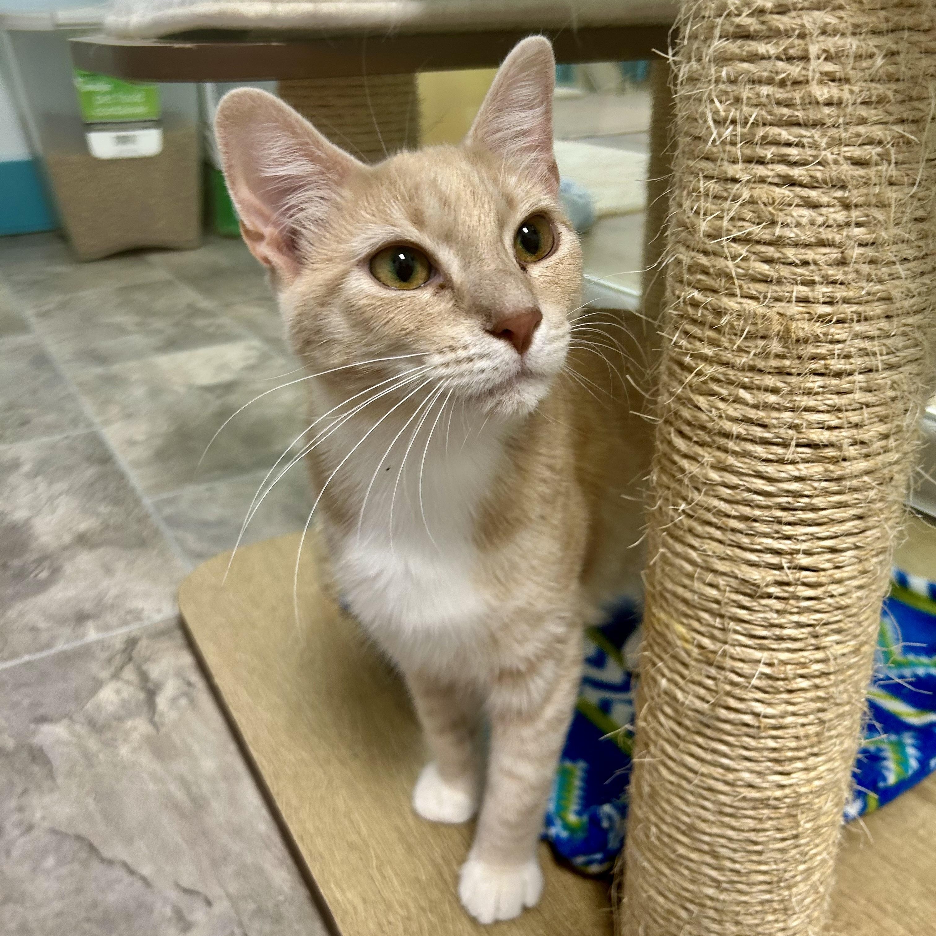 Enlarge Vanilla, a ADOPTABLE Tabby in Grand Rapids, MI image 1/6